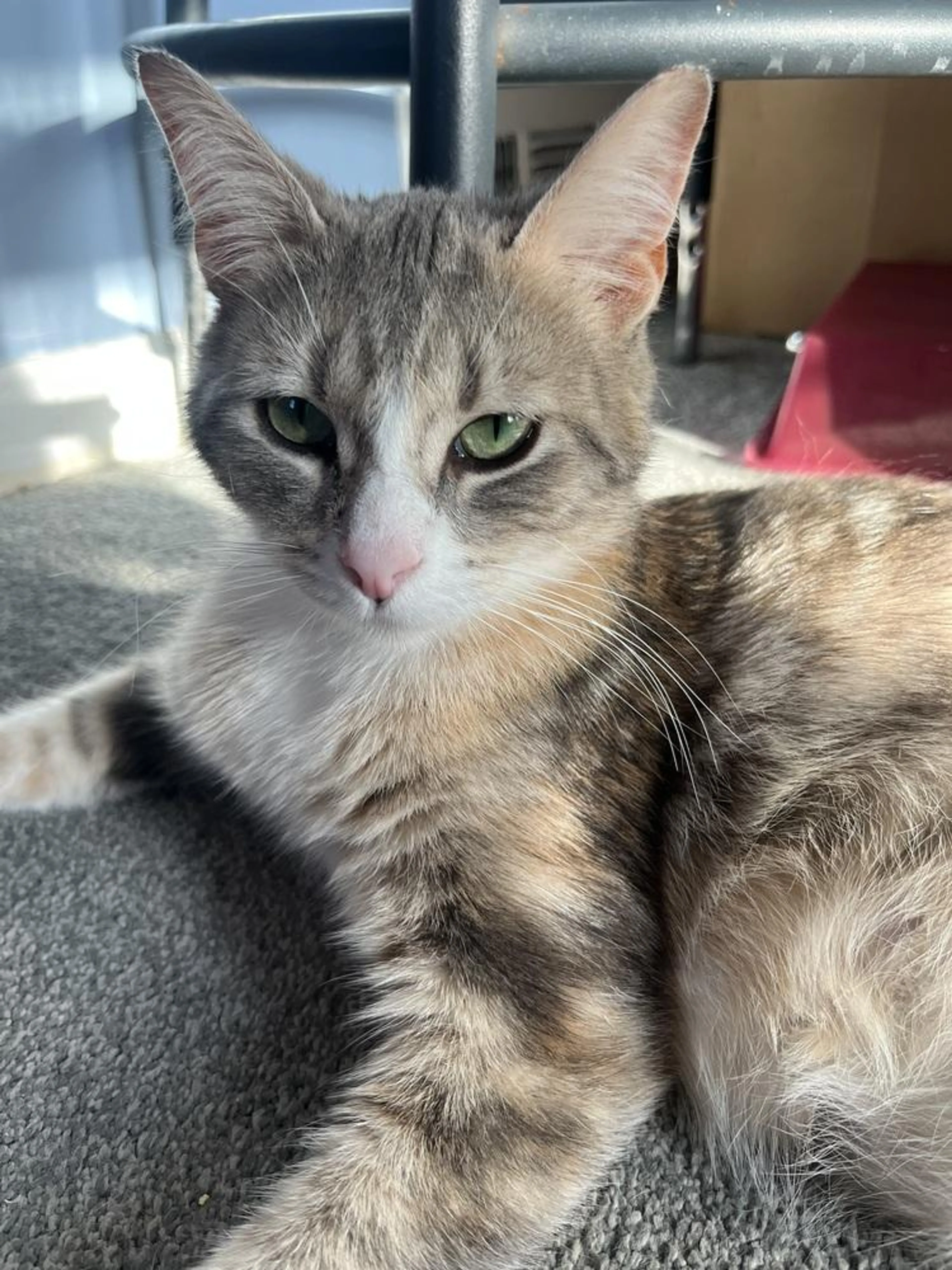 Found pet-3