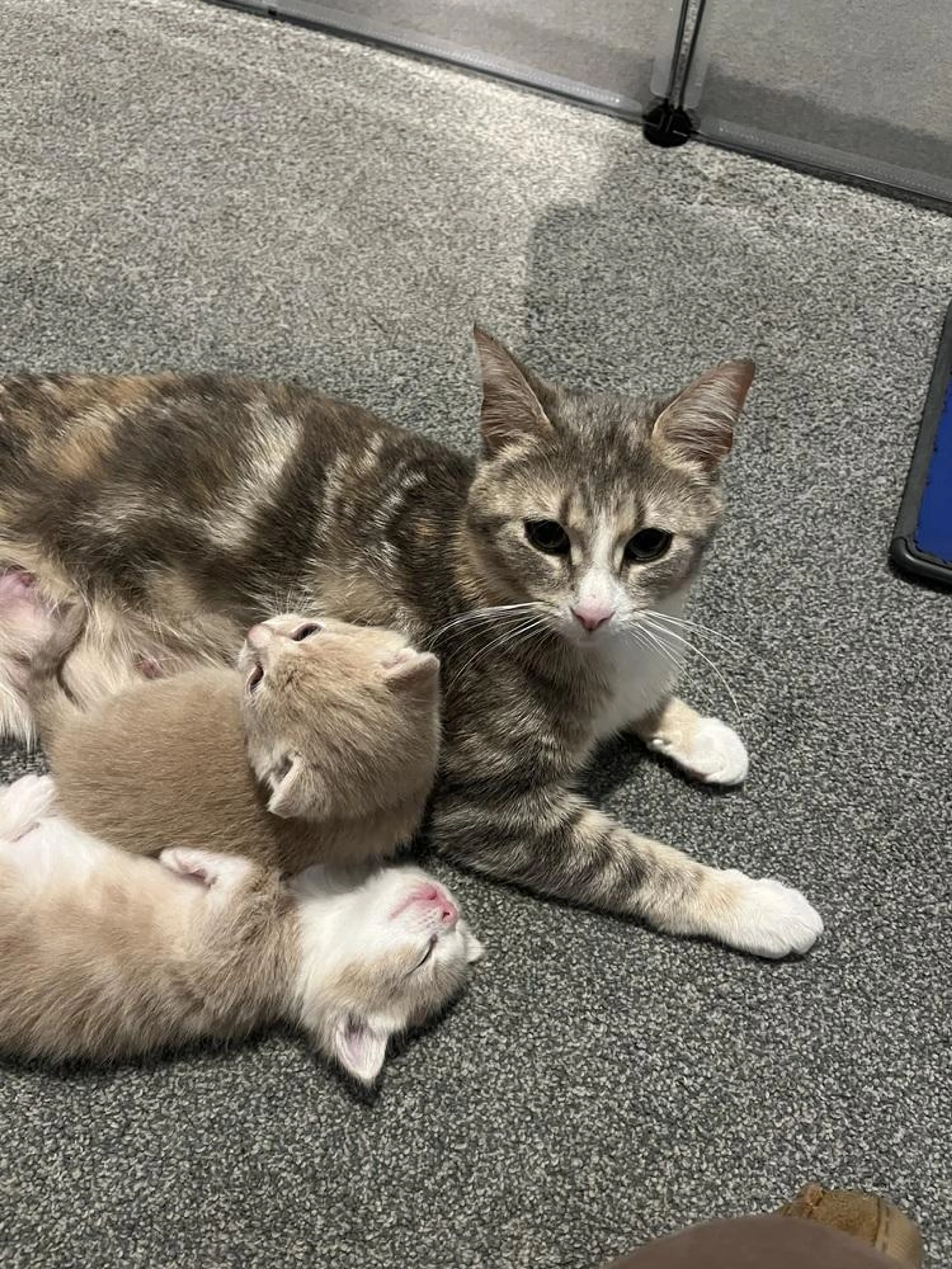 Found pet-5