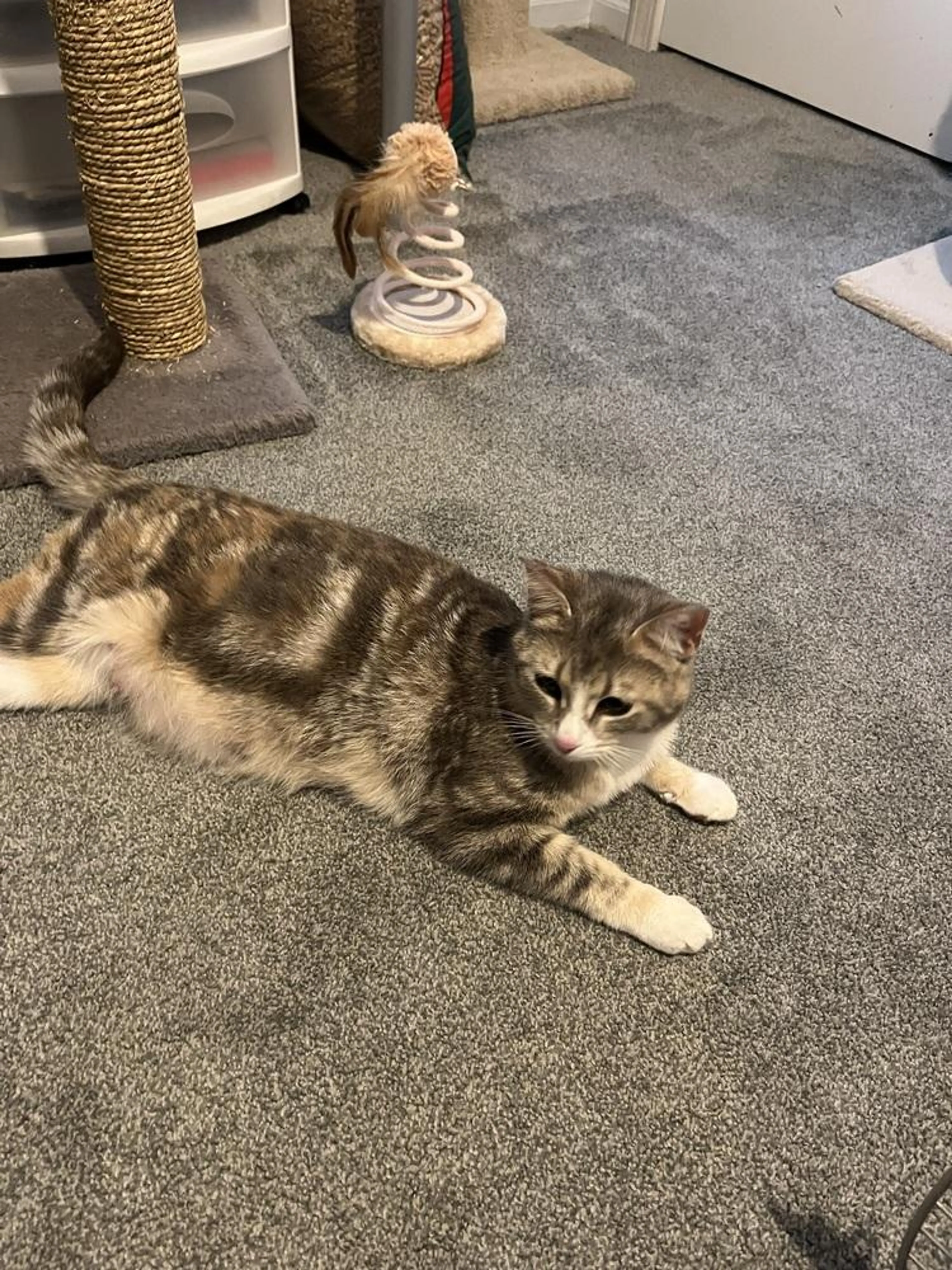 Found pet-2
