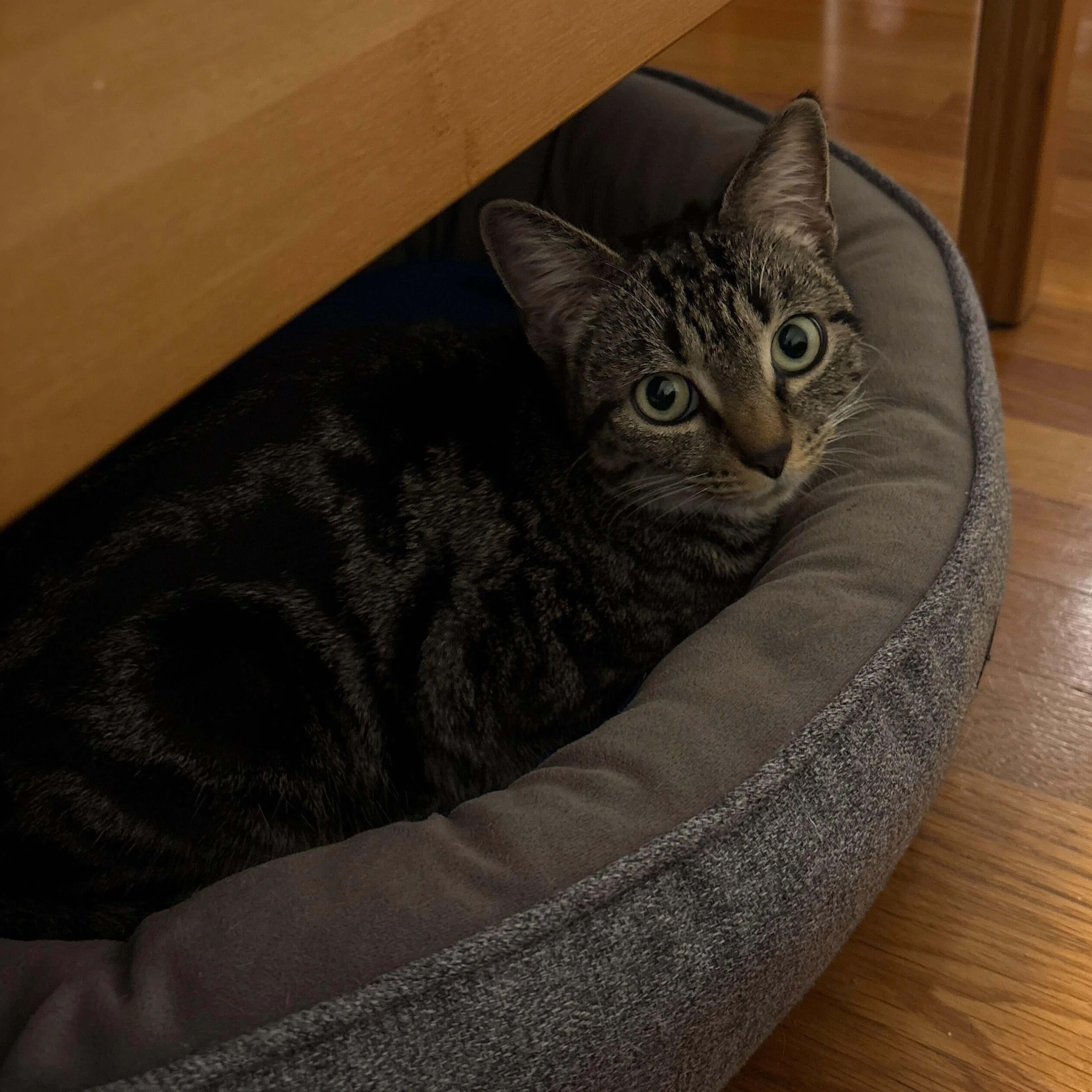 Found pet-0
