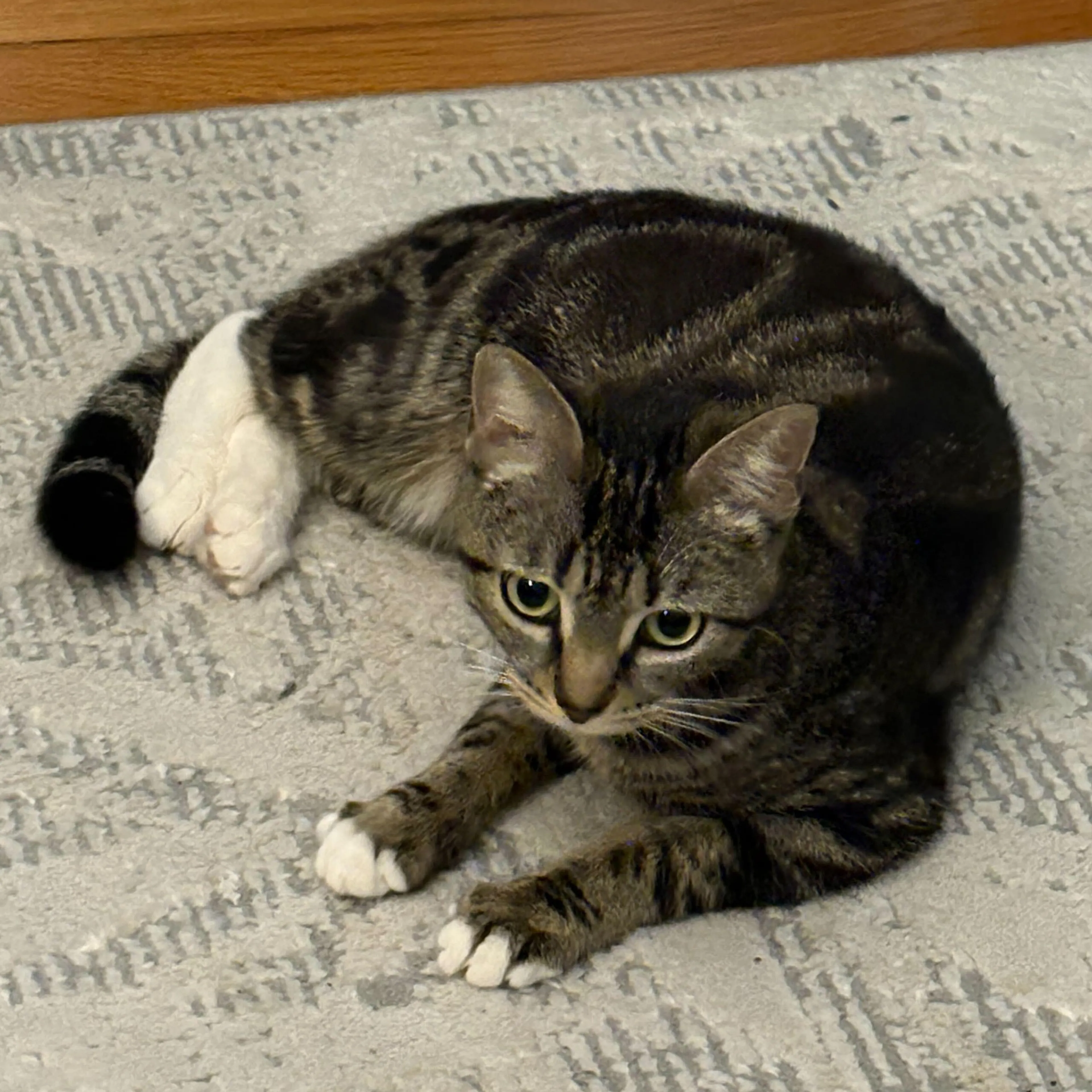 Found pet-2