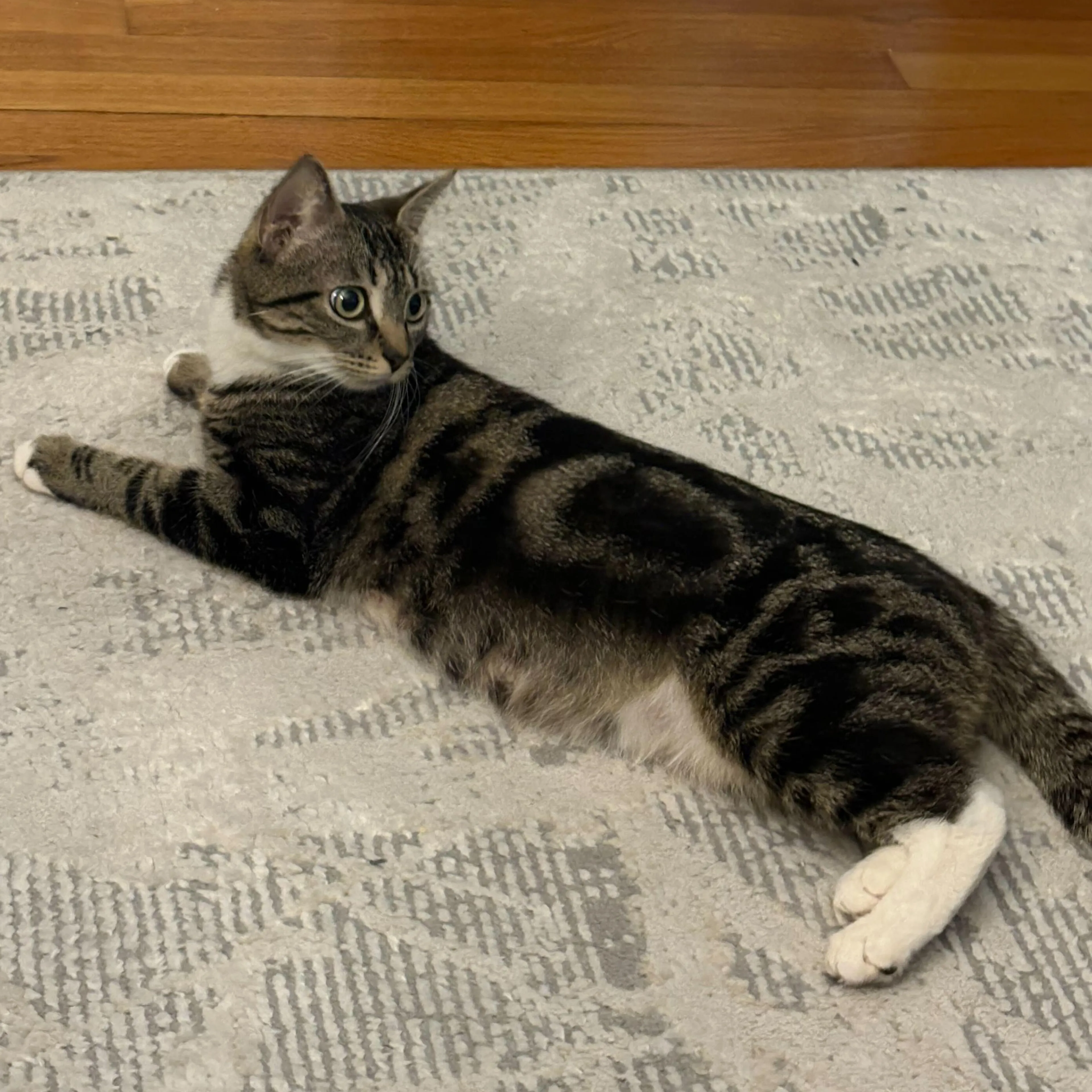 Found pet-3