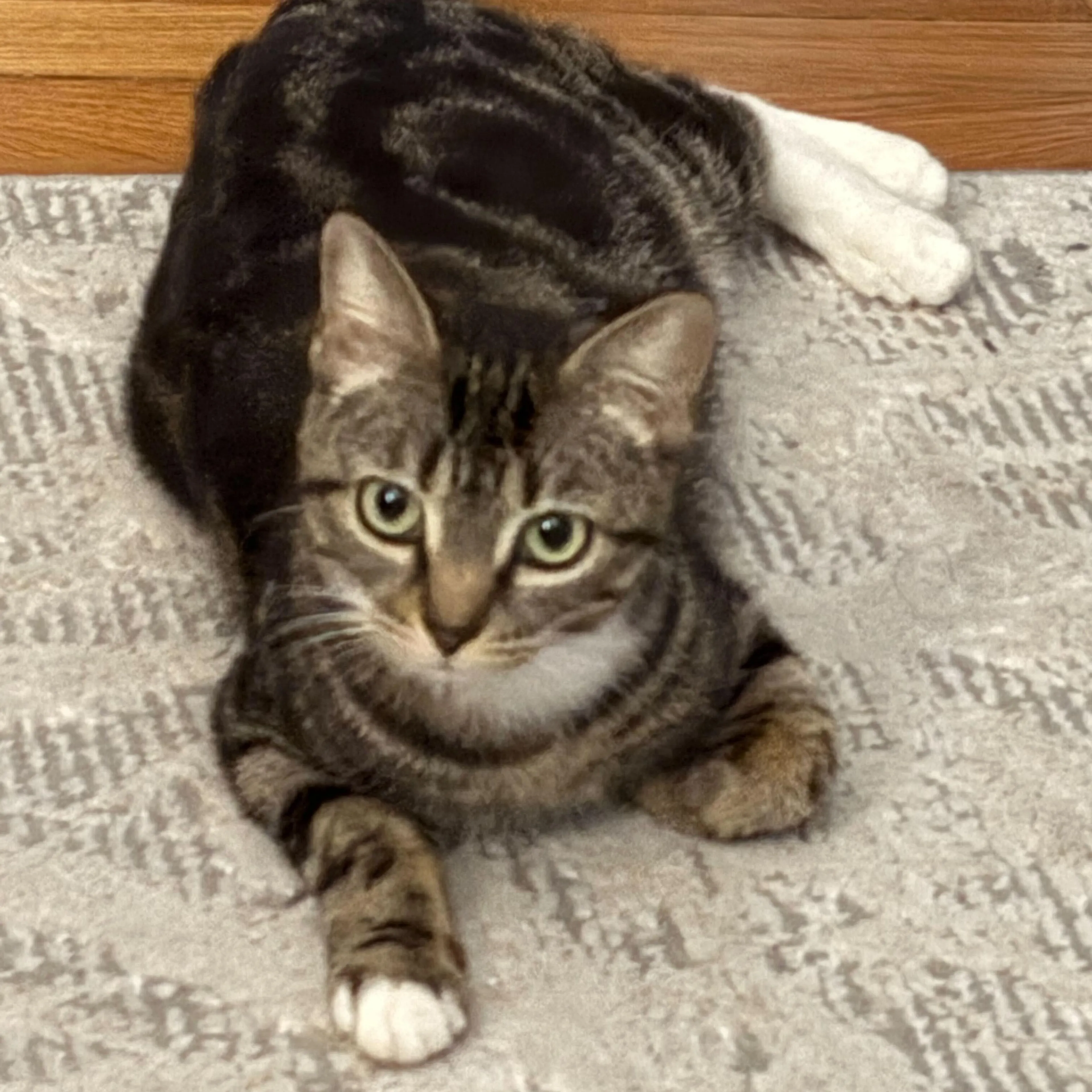 Found pet-1