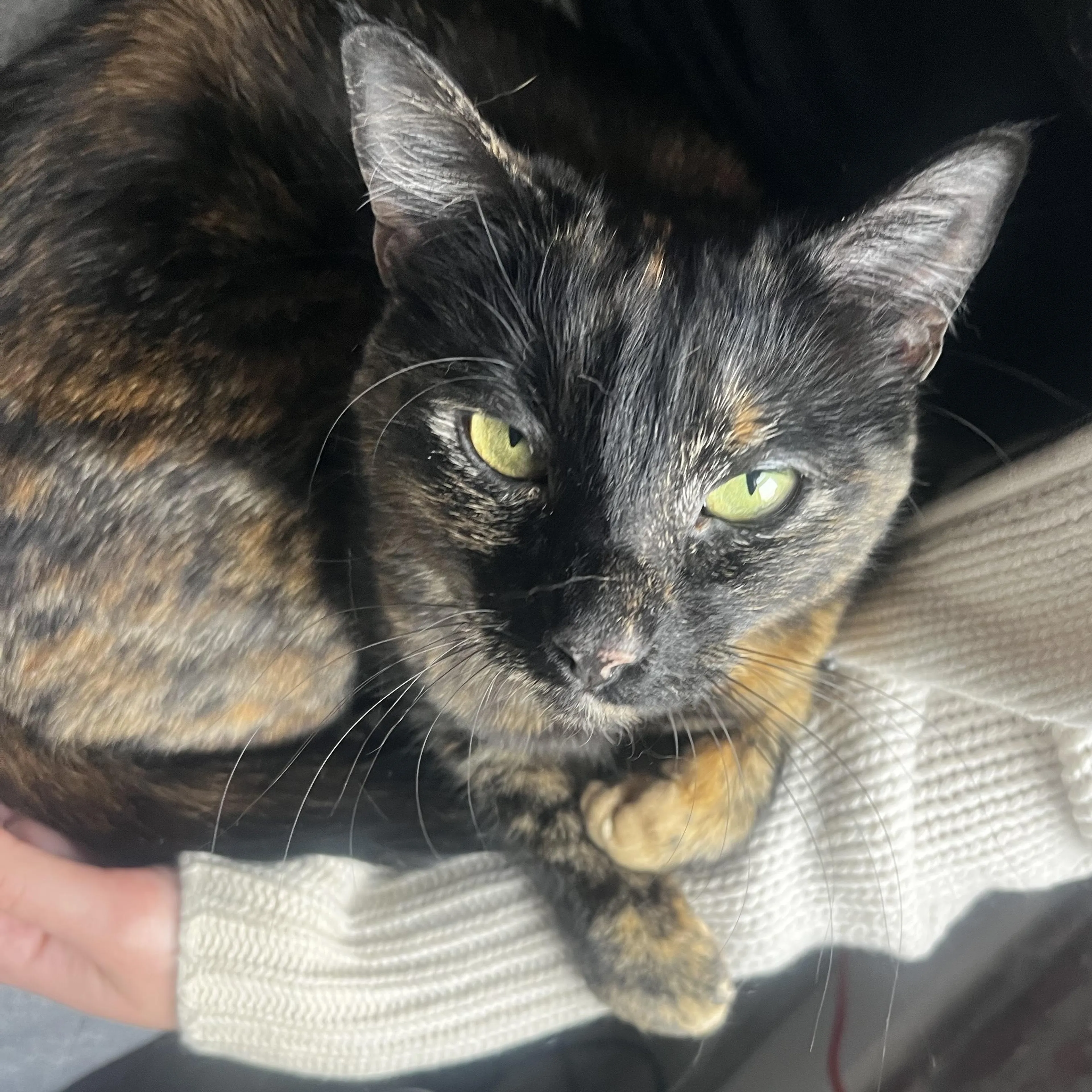 Found pet-3
