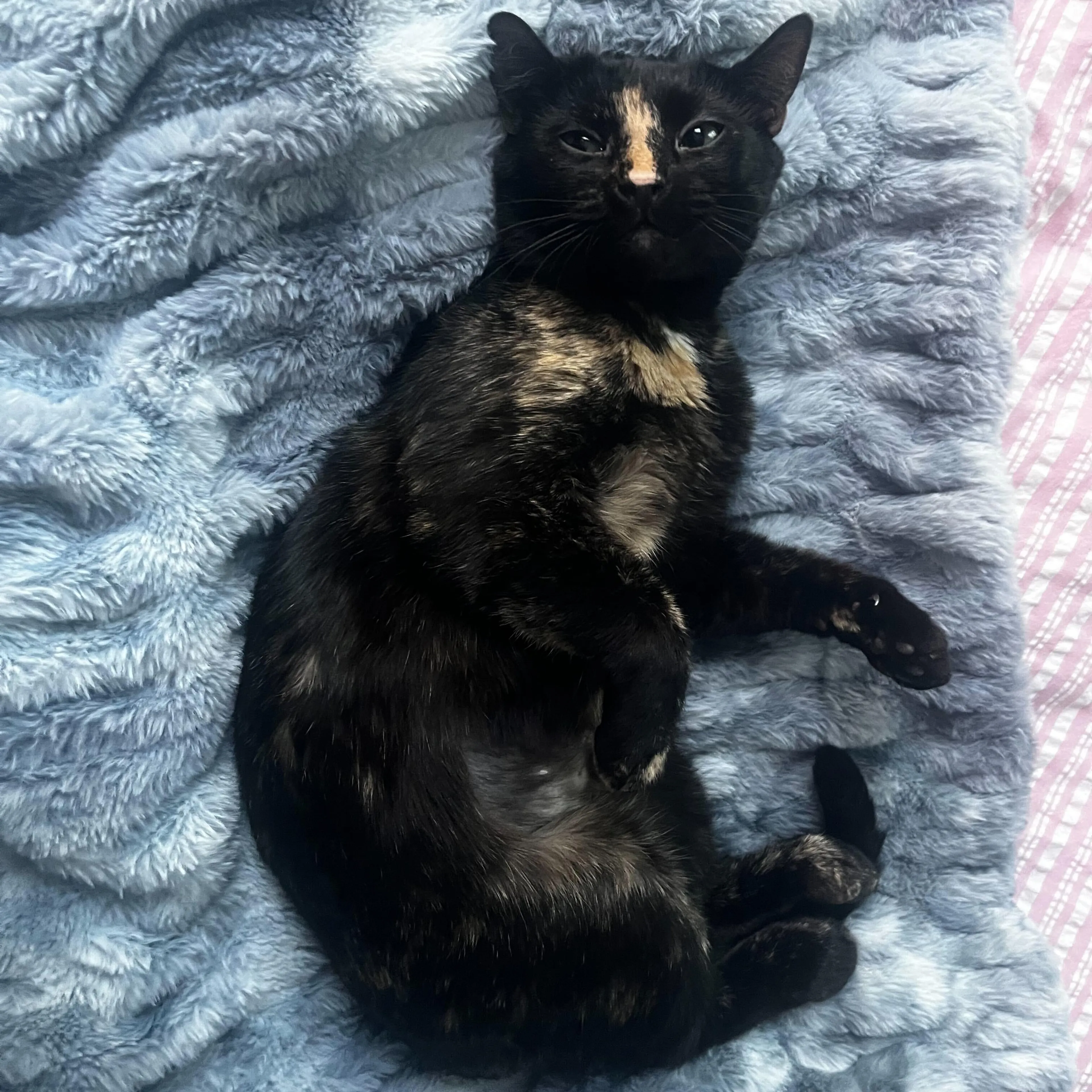 Found pet-2