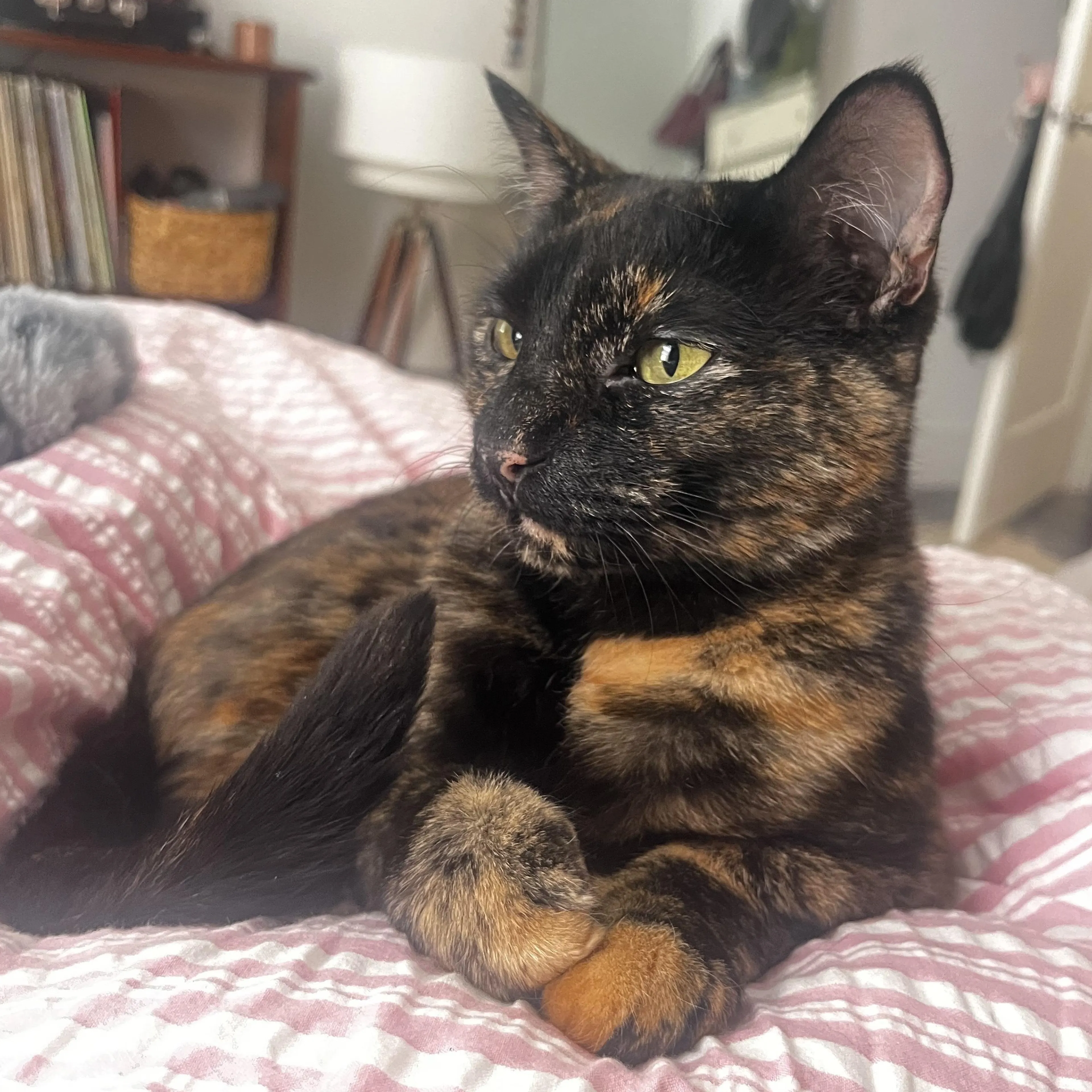 Found pet-5