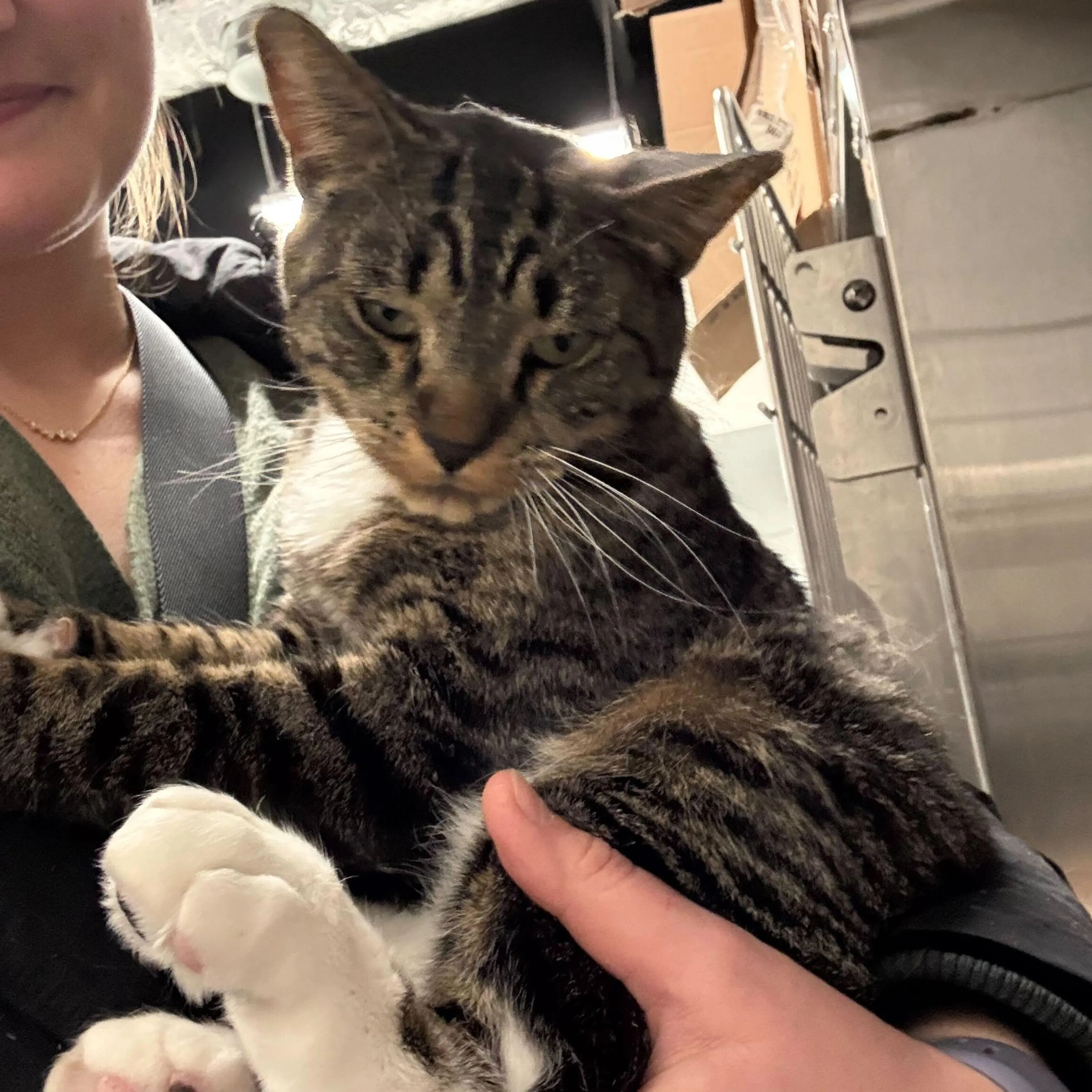 Found pet-3