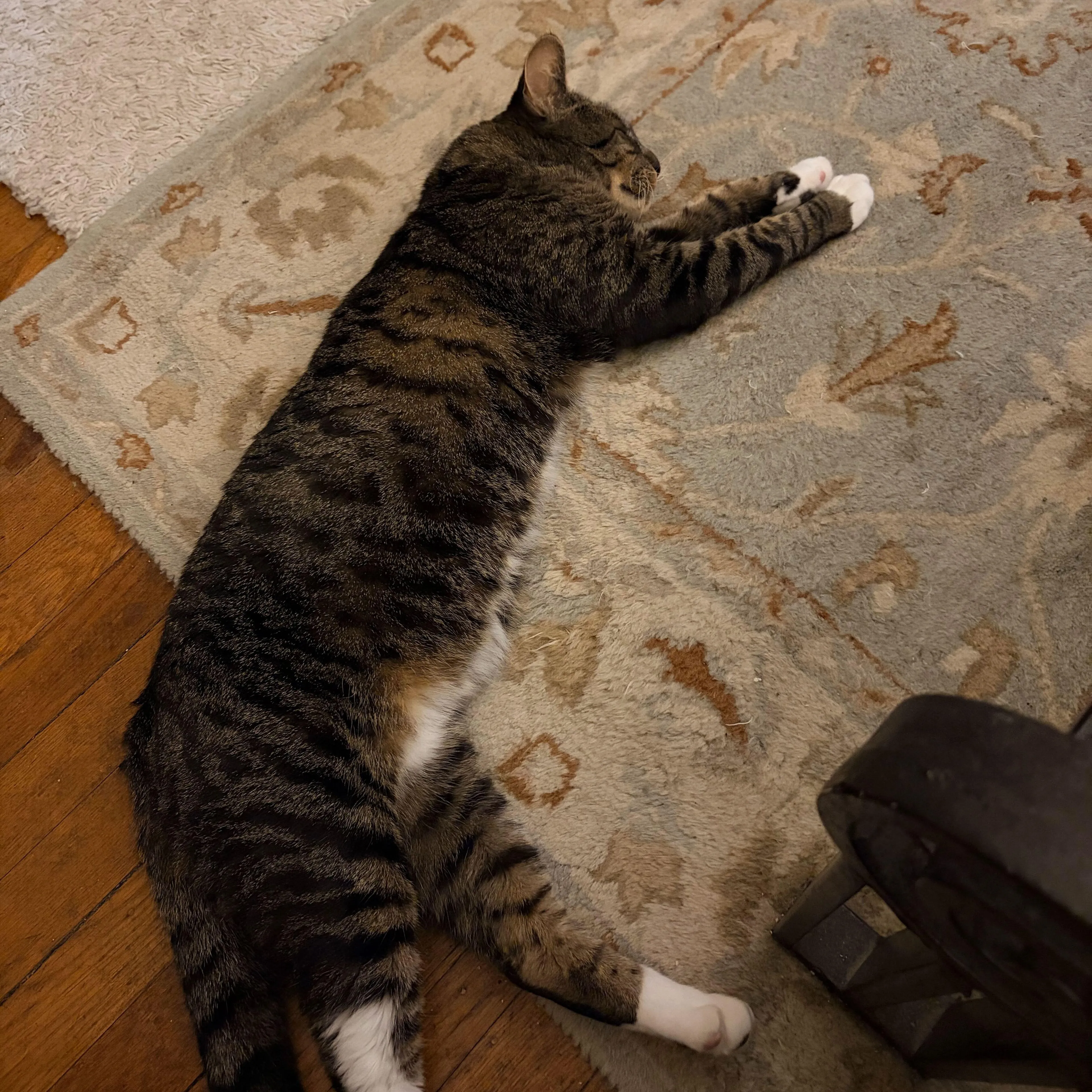 Found pet-1
