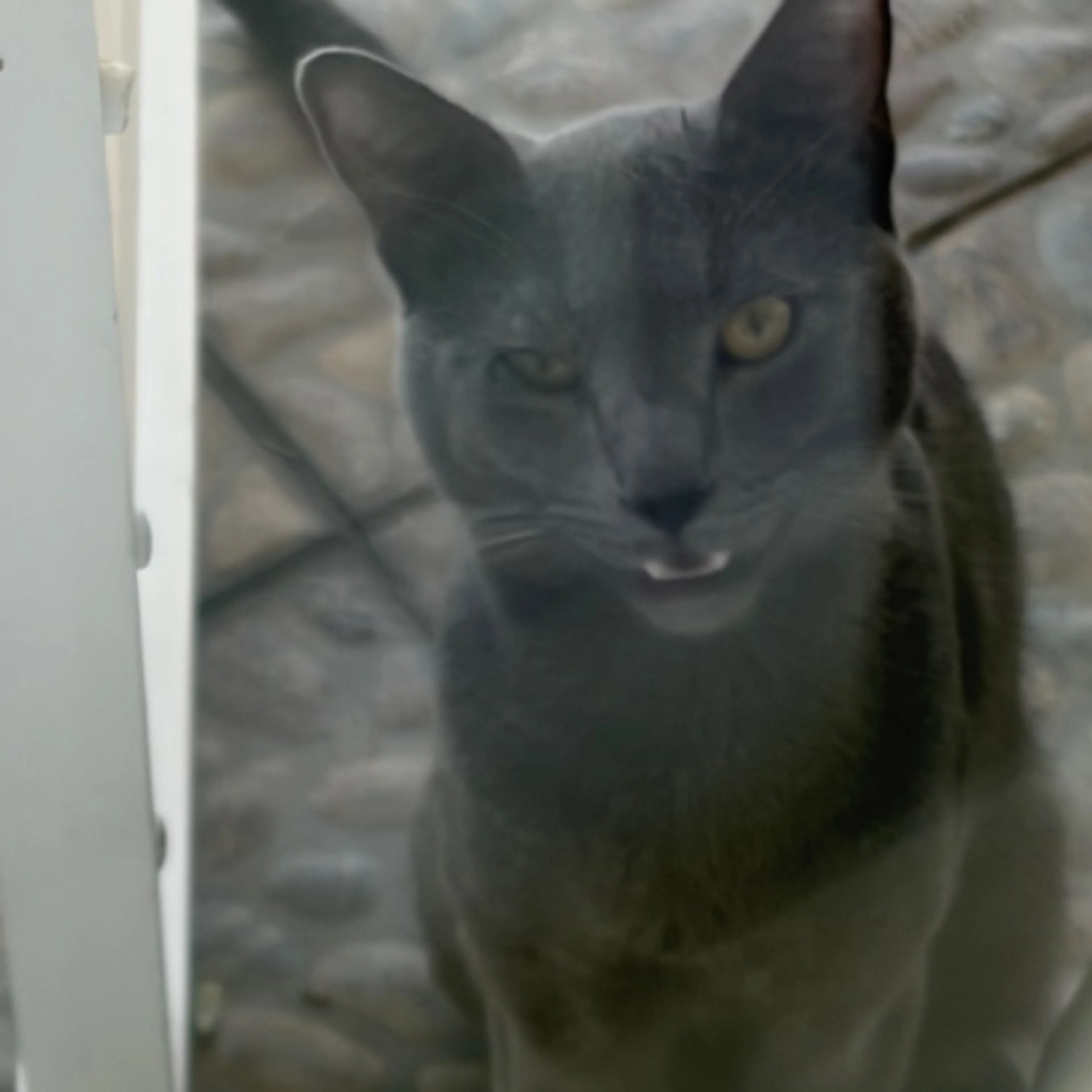Found pet