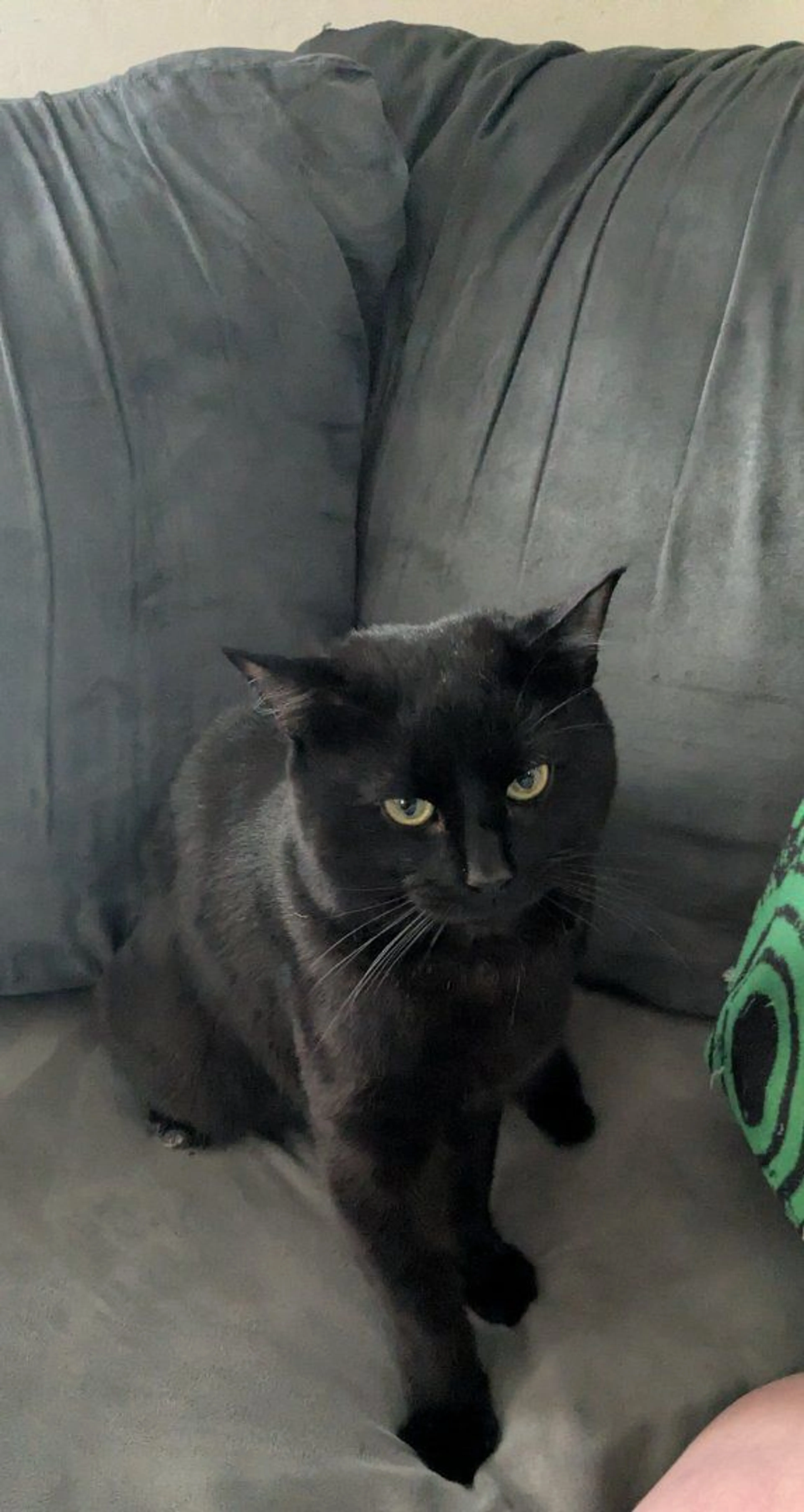 Lost pet-0