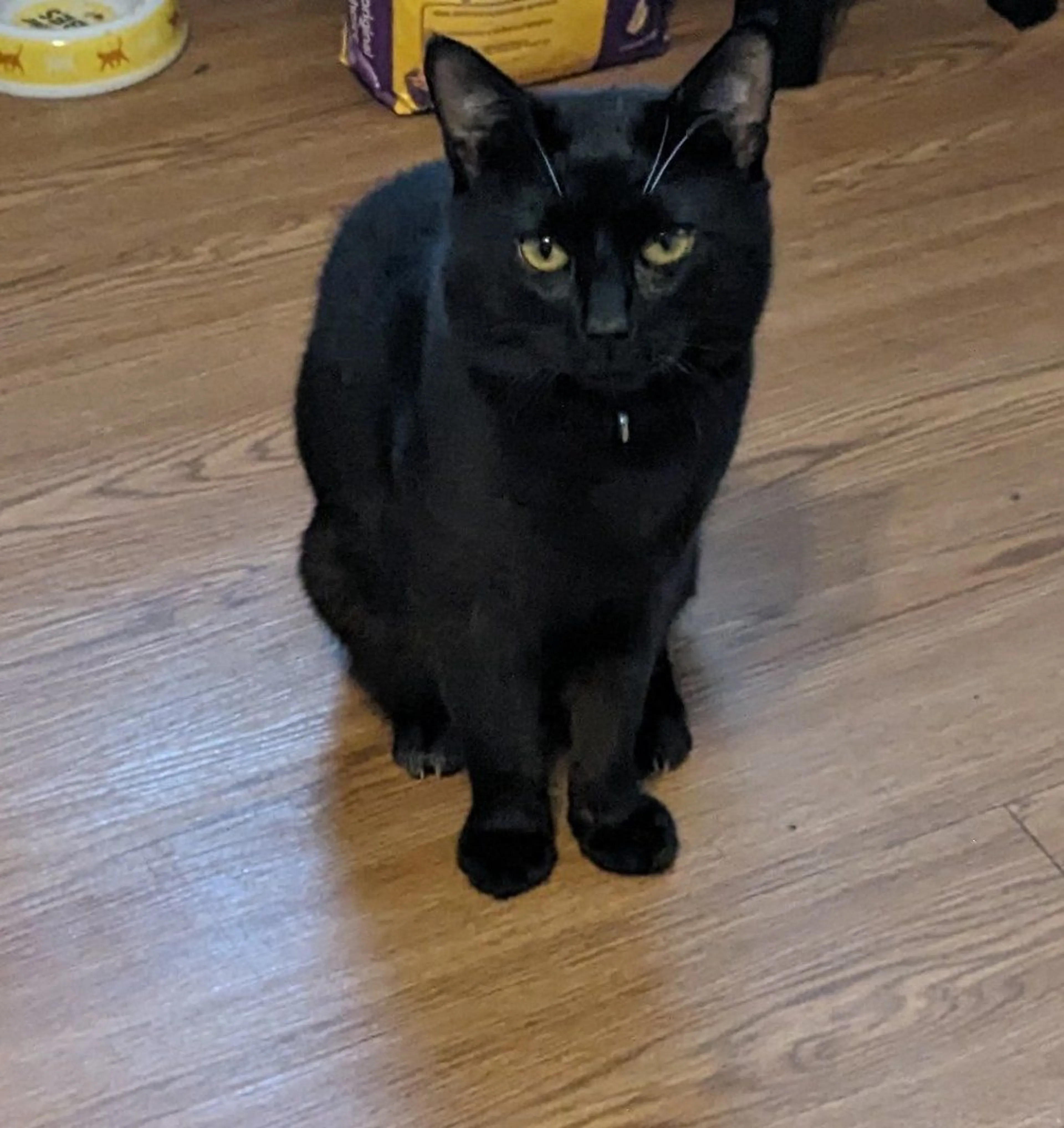 Lost pet-2