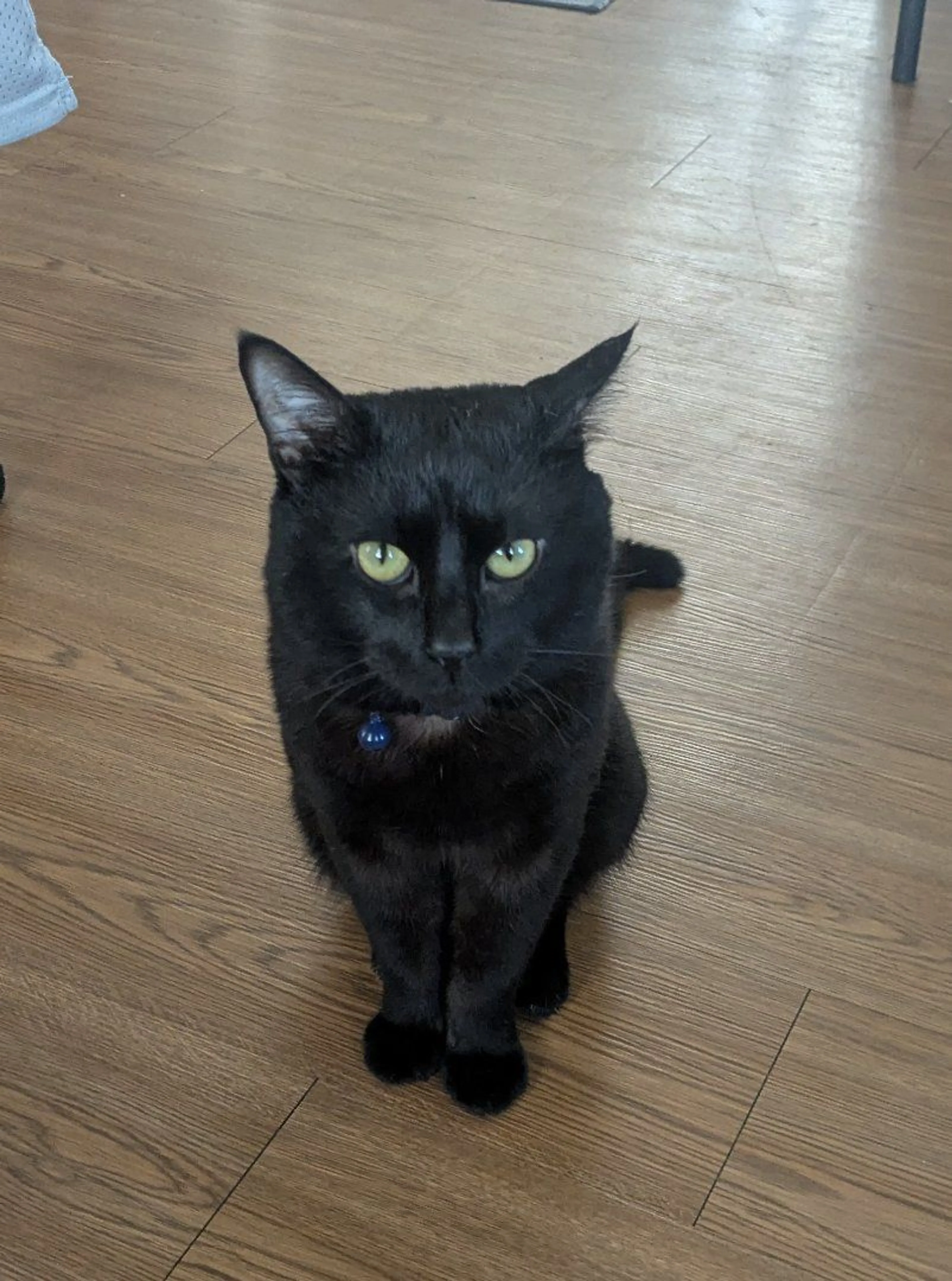 Lost pet-1