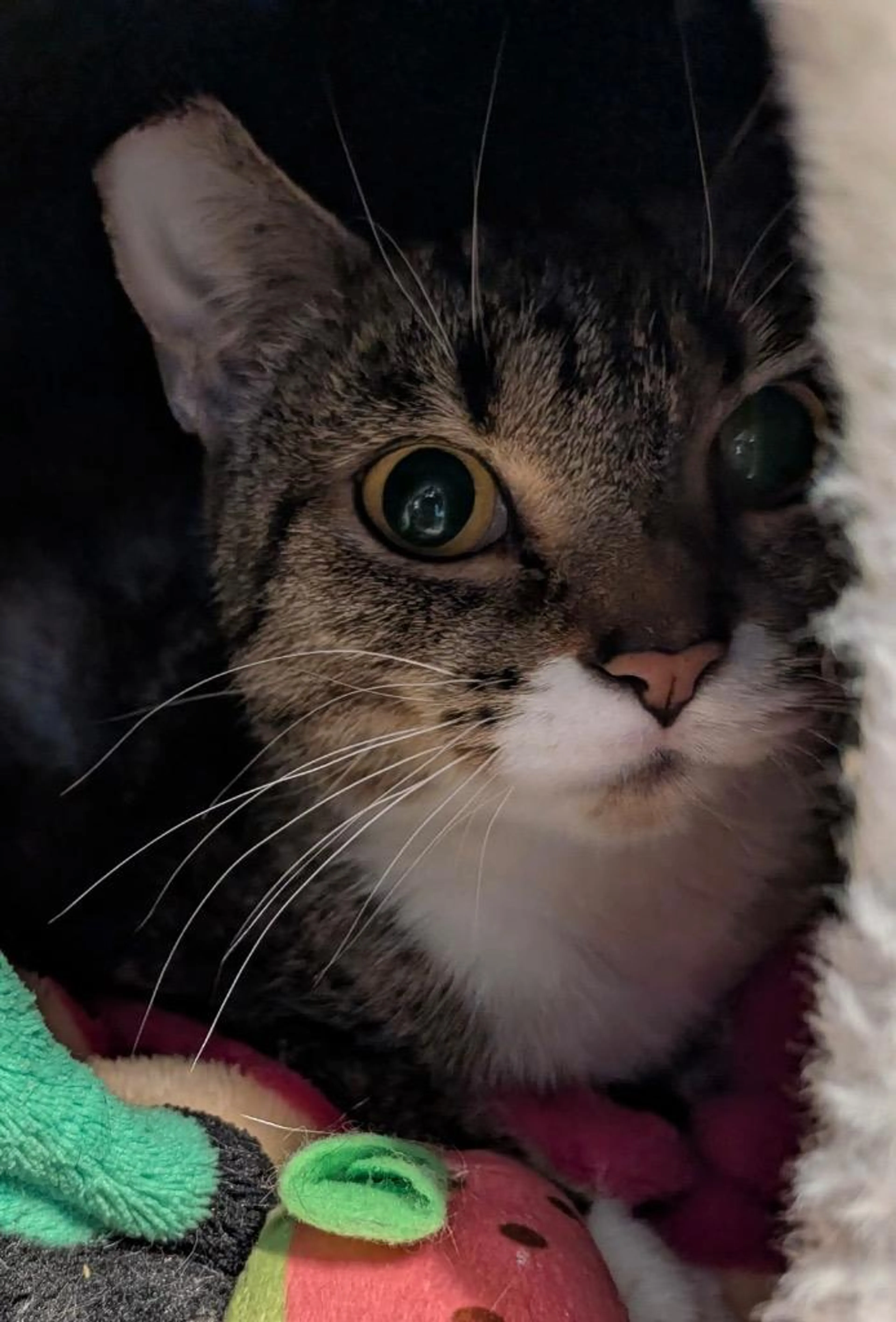 Found pet