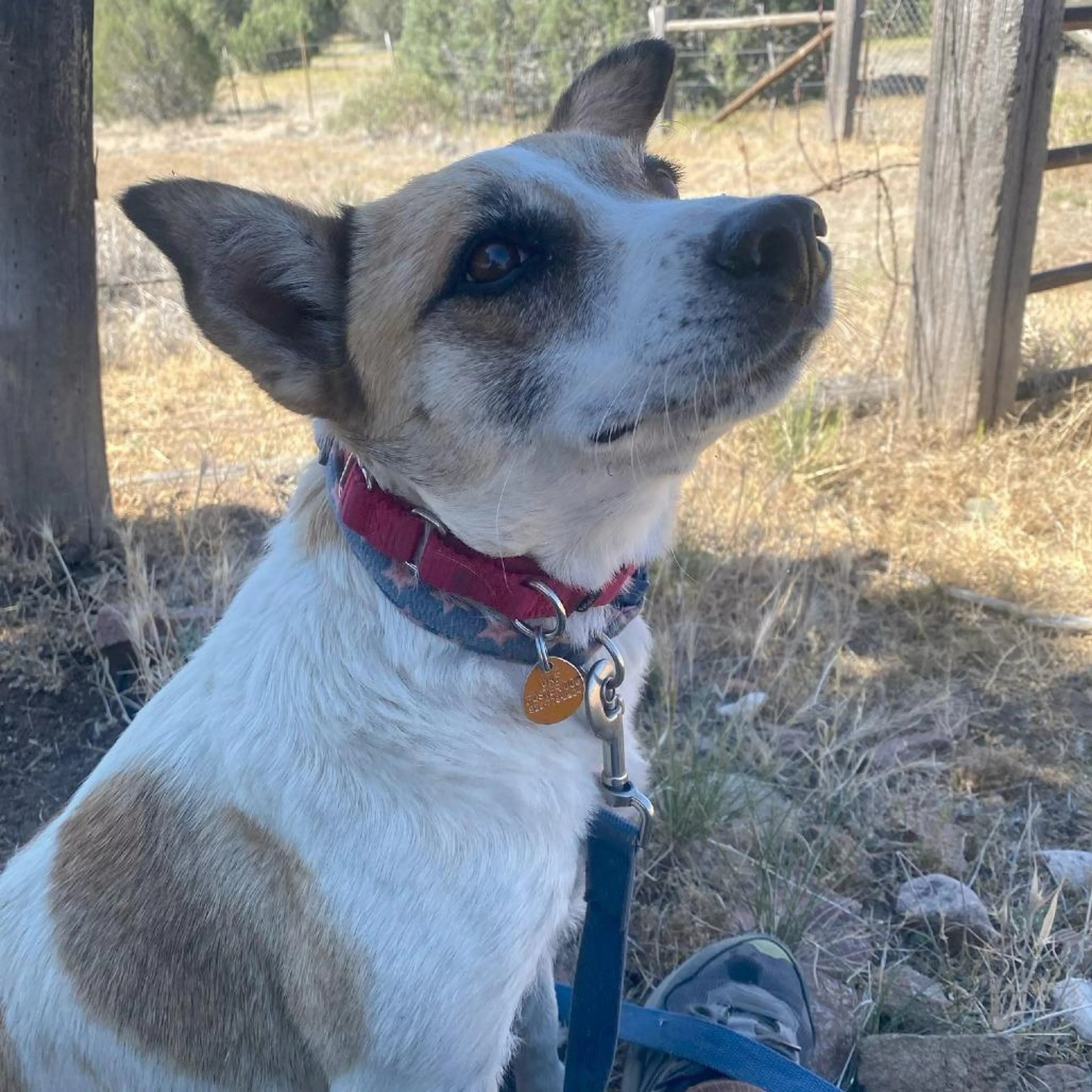 Found pet-5