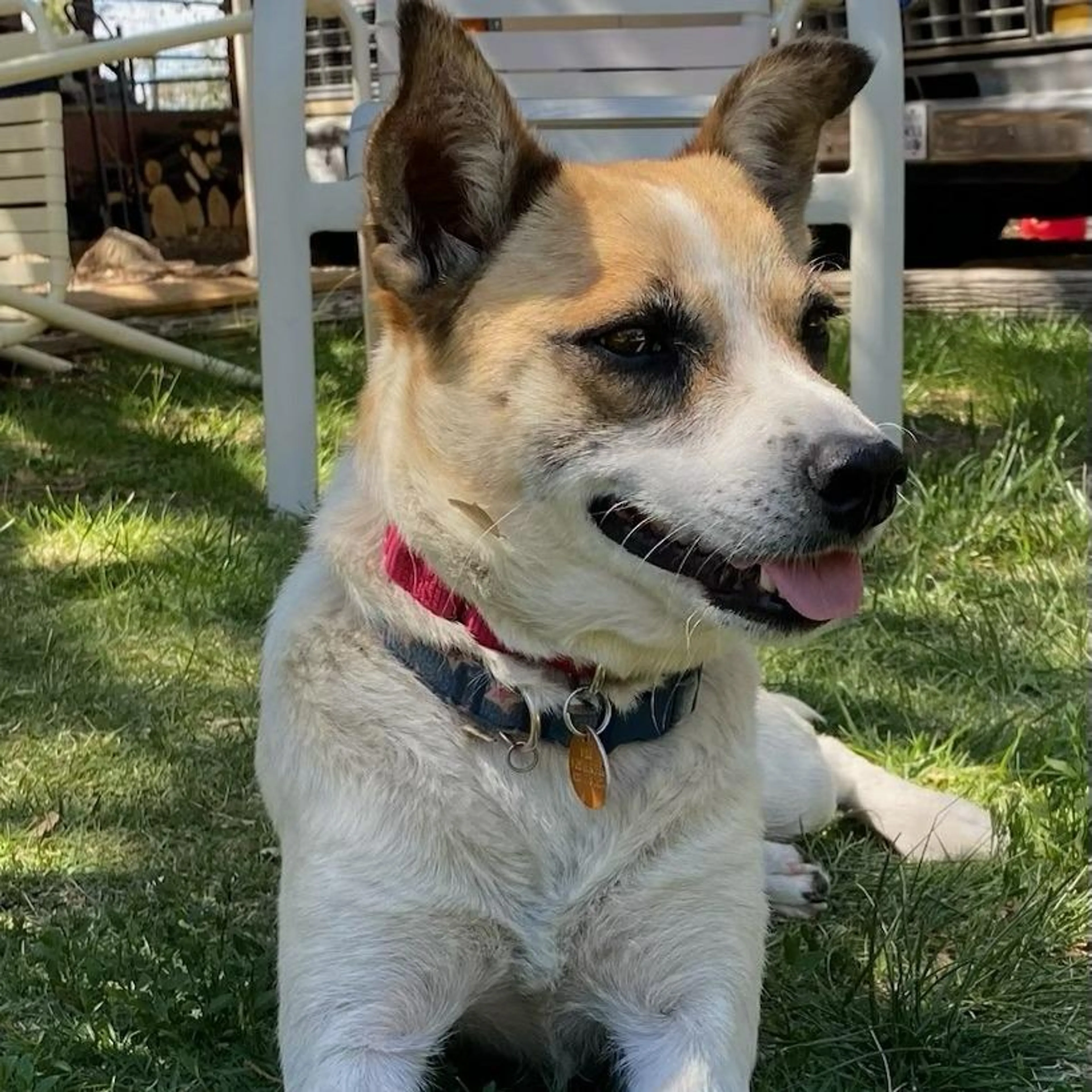 Found pet-2