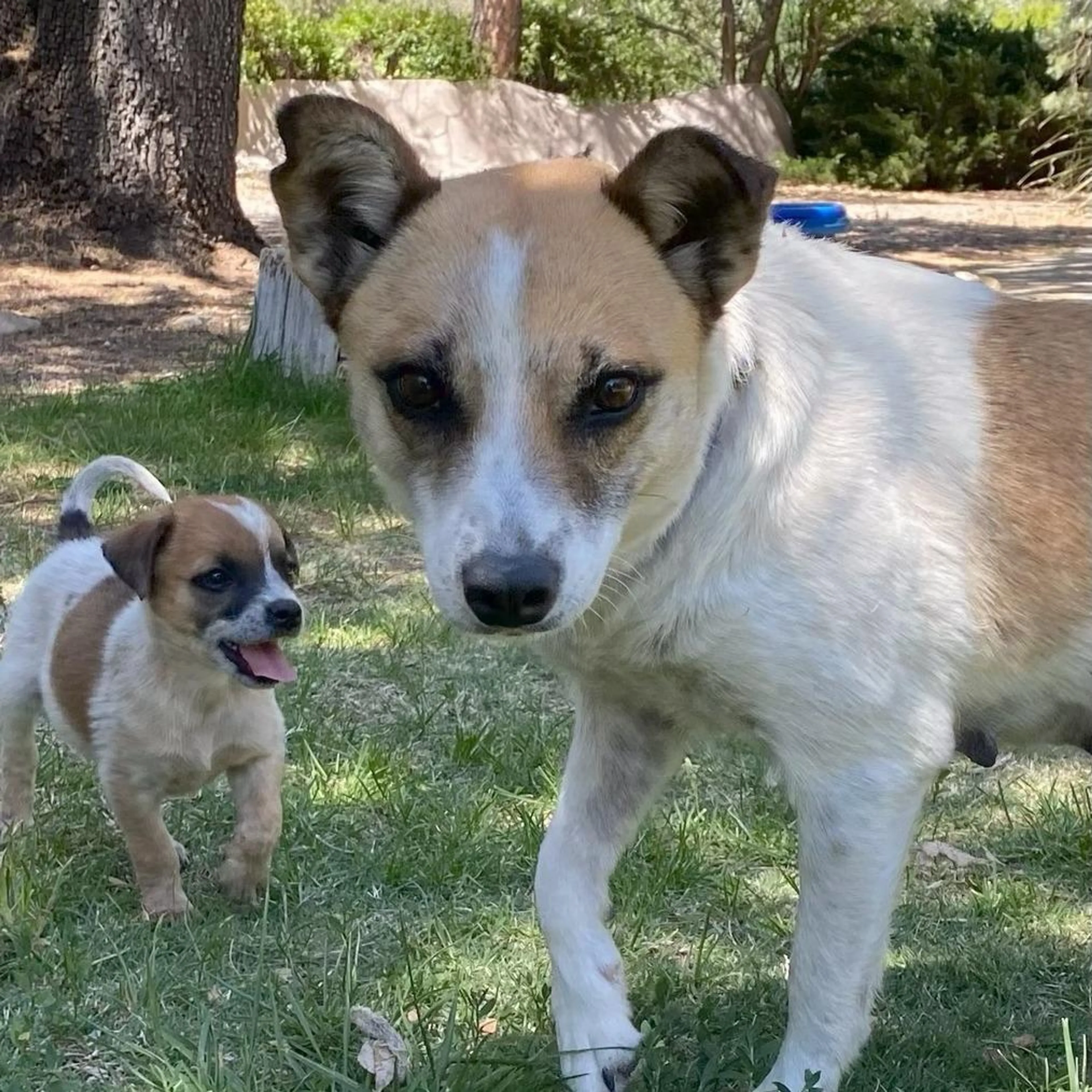 Found pet-1
