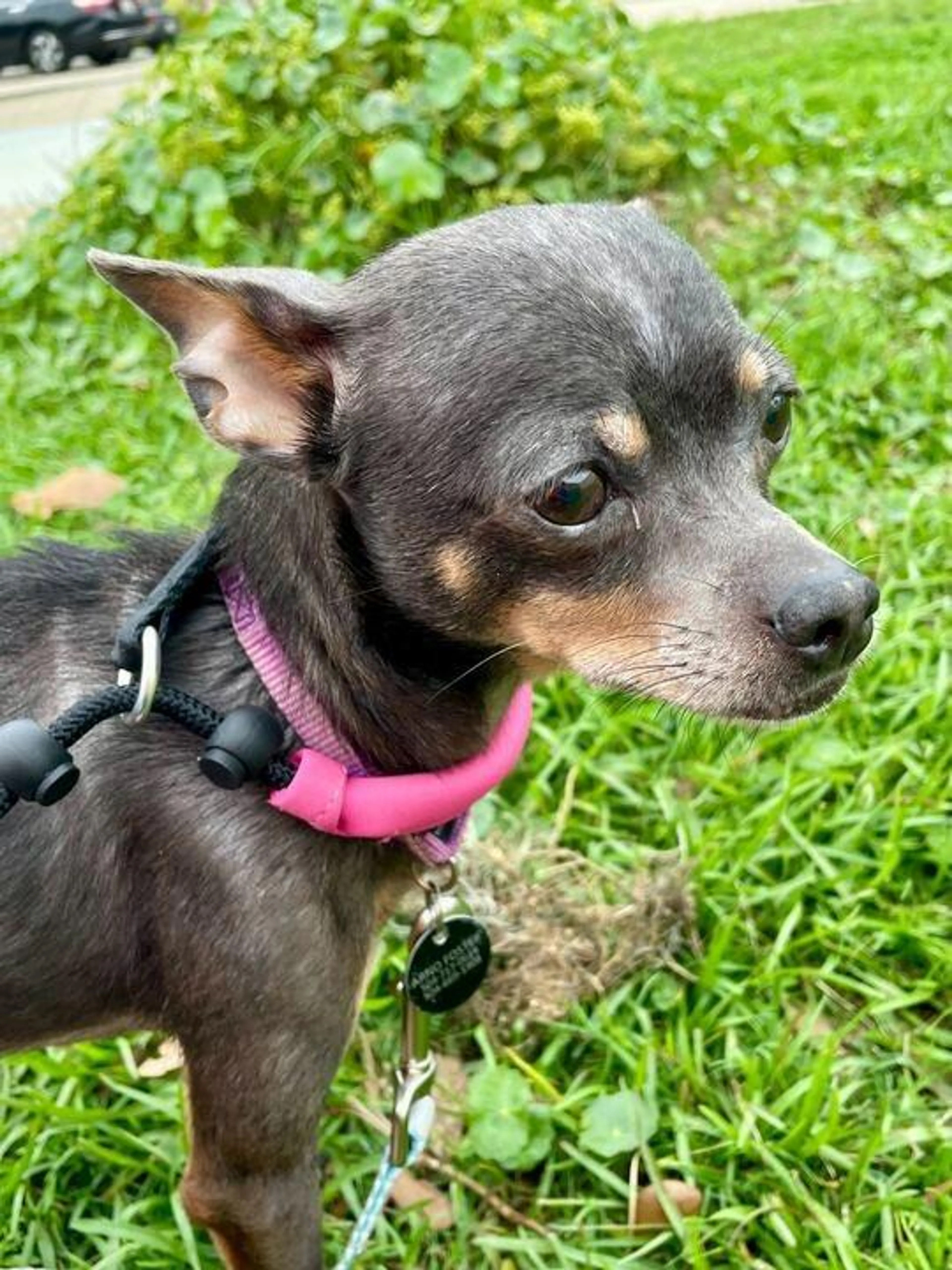 Found pet-5