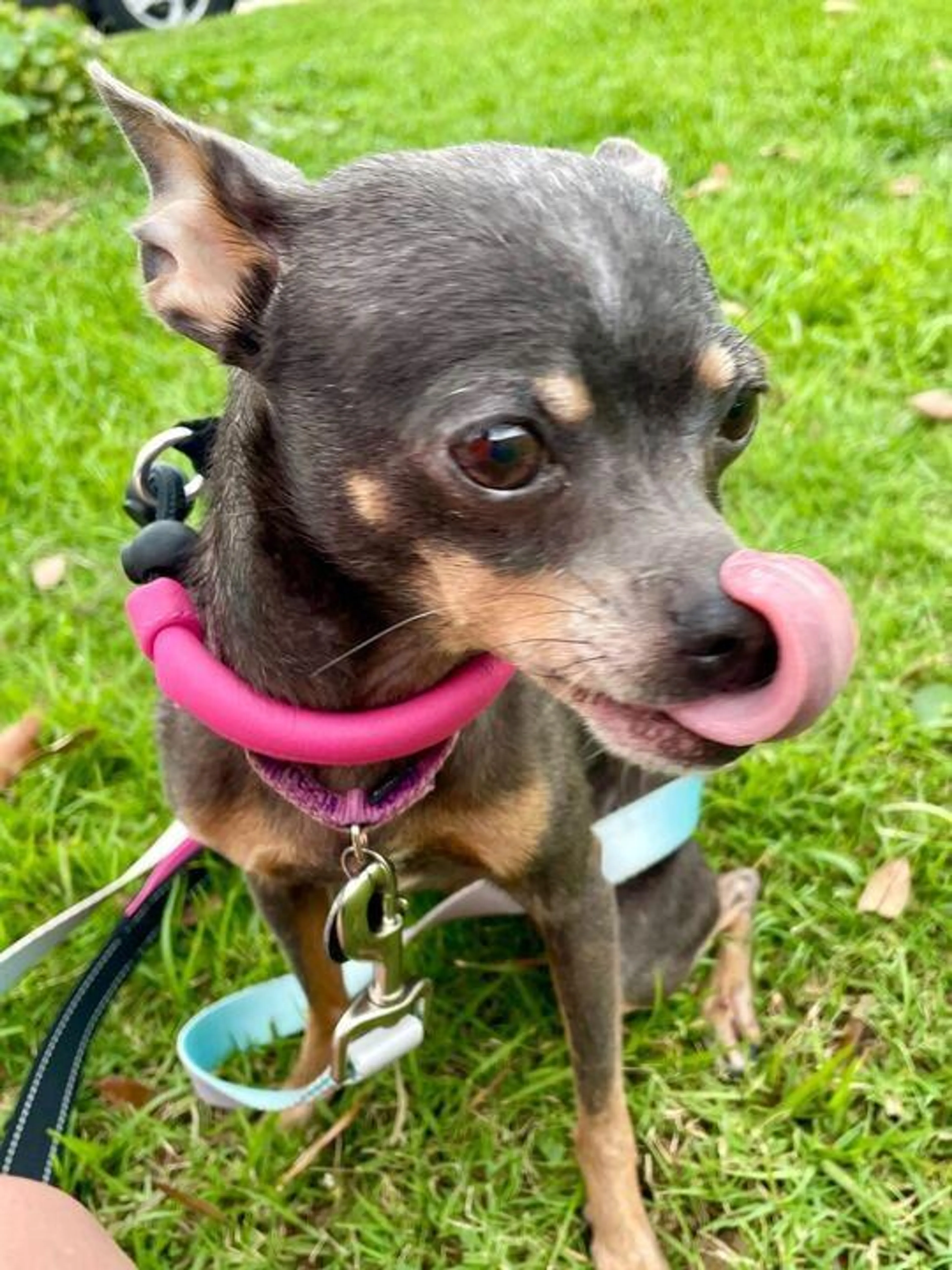Found pet-1