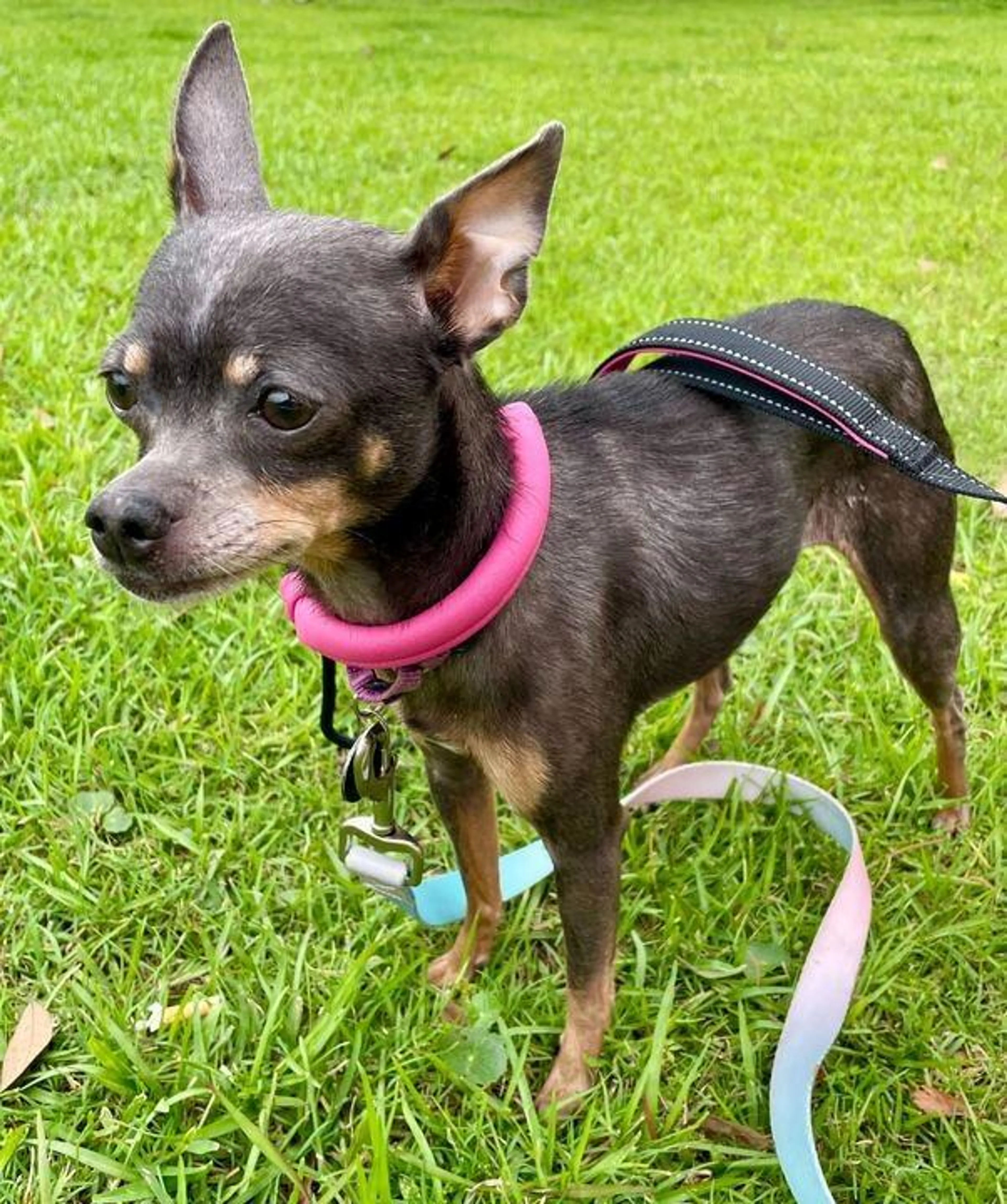Found pet-3