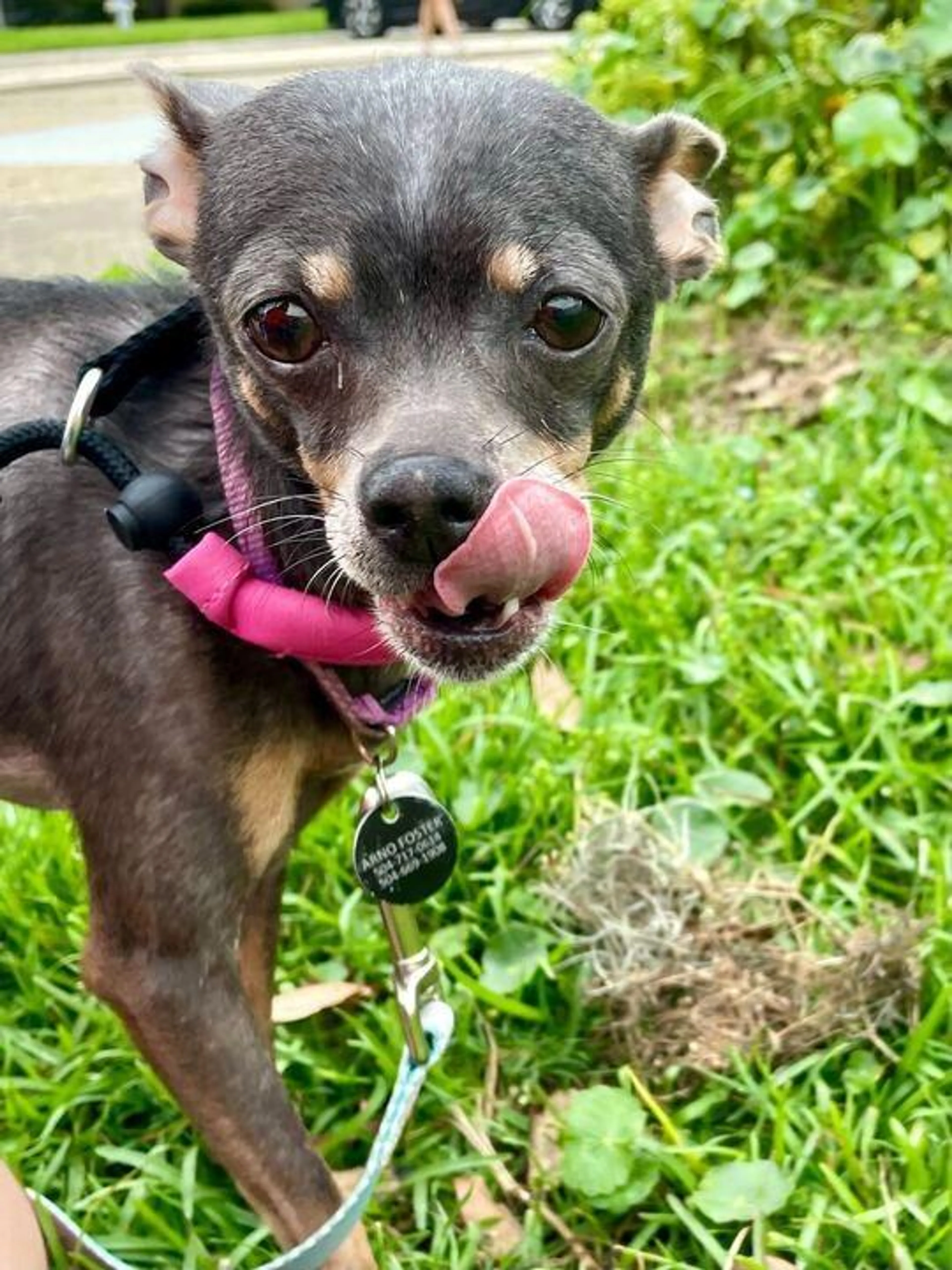 Found pet-4