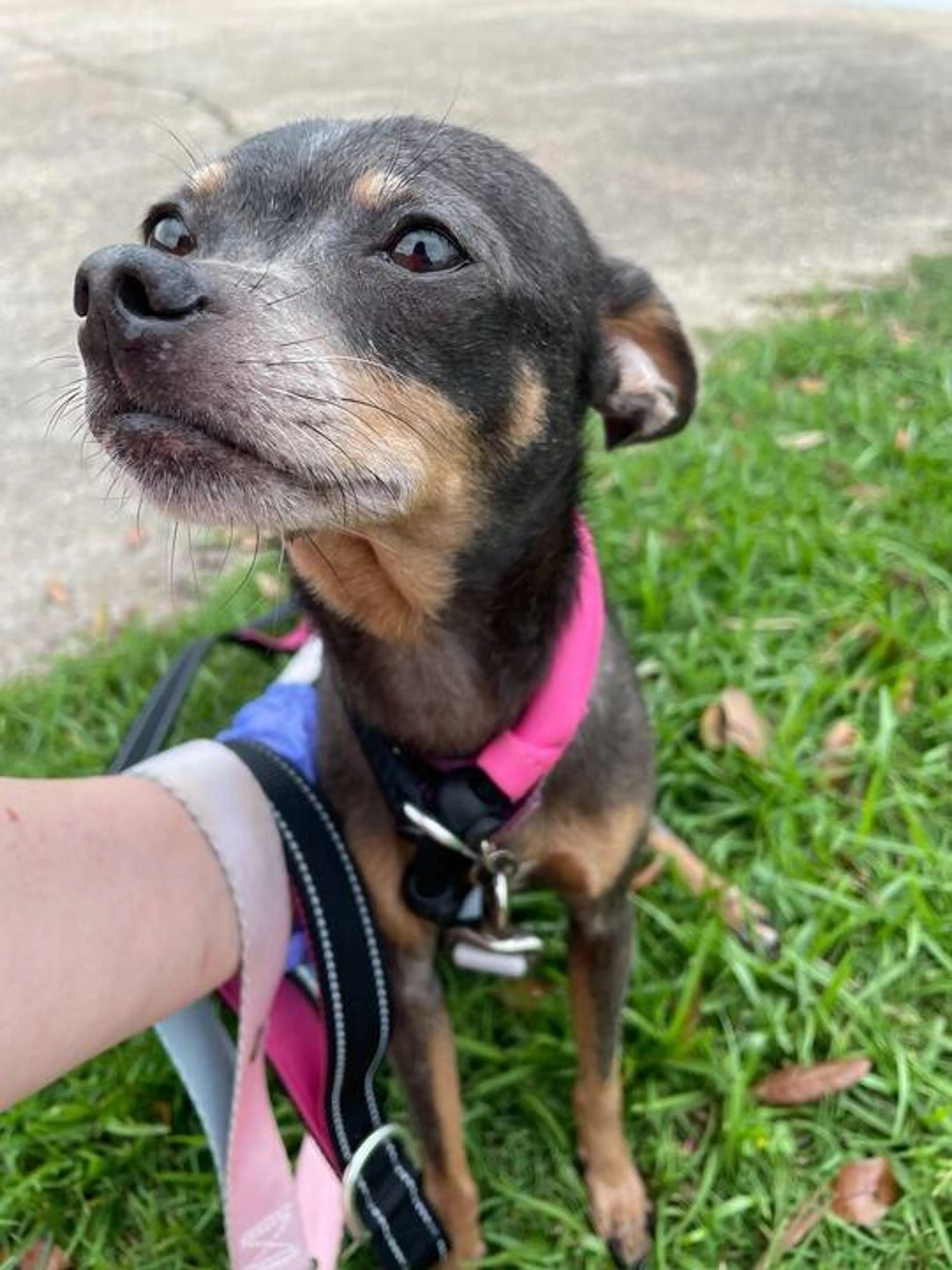 Found pet-2
