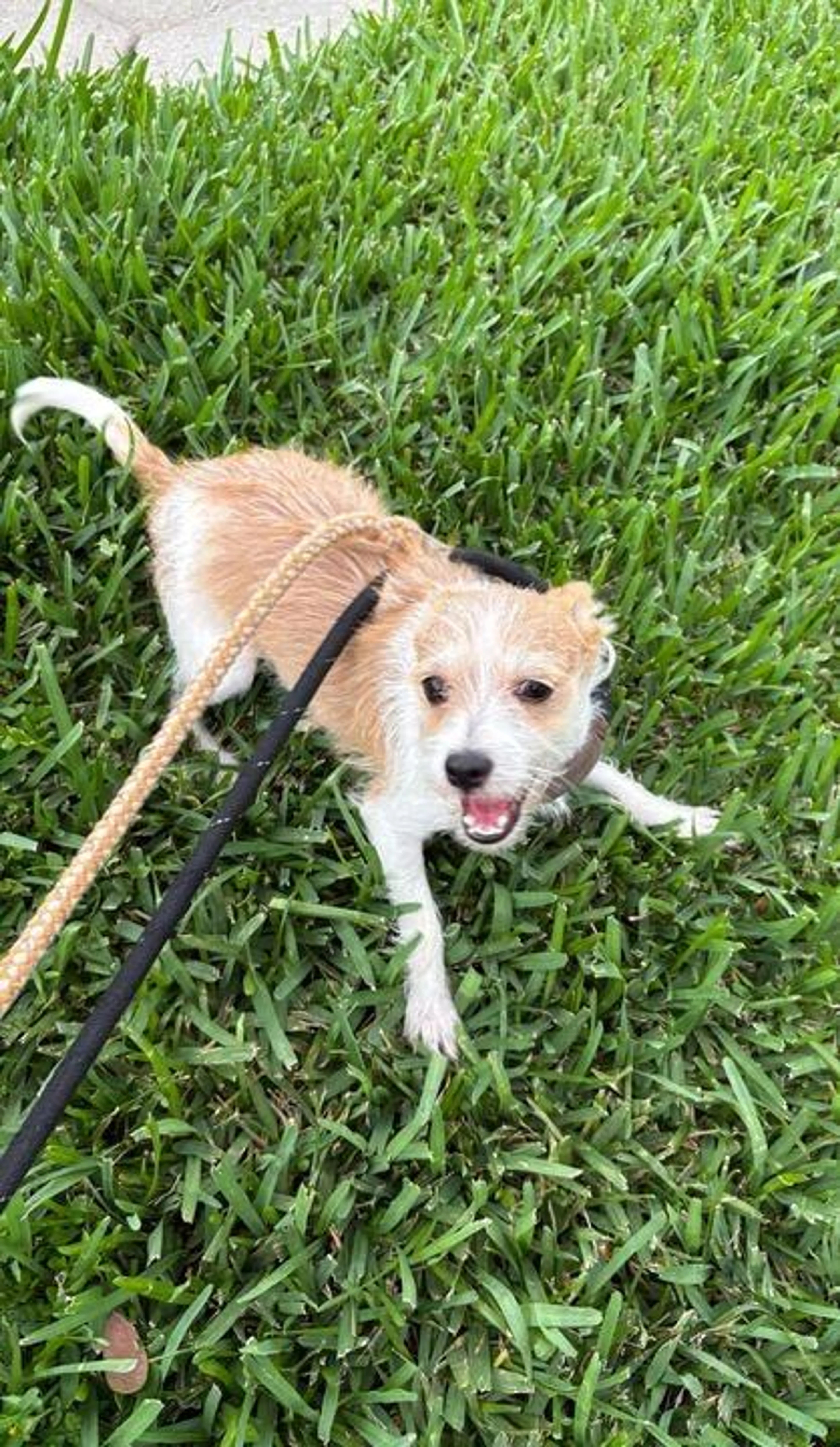 Found pet-4