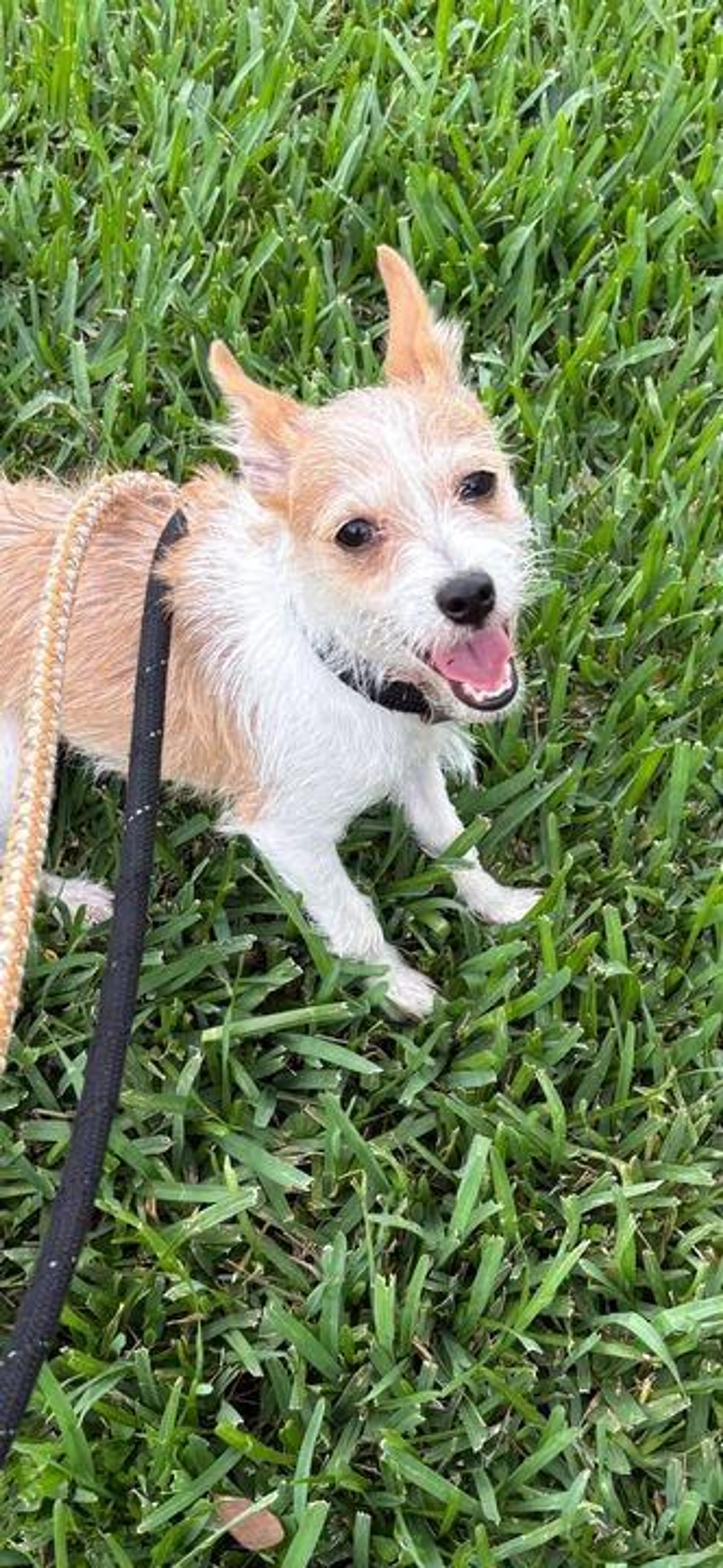 Found pet-2