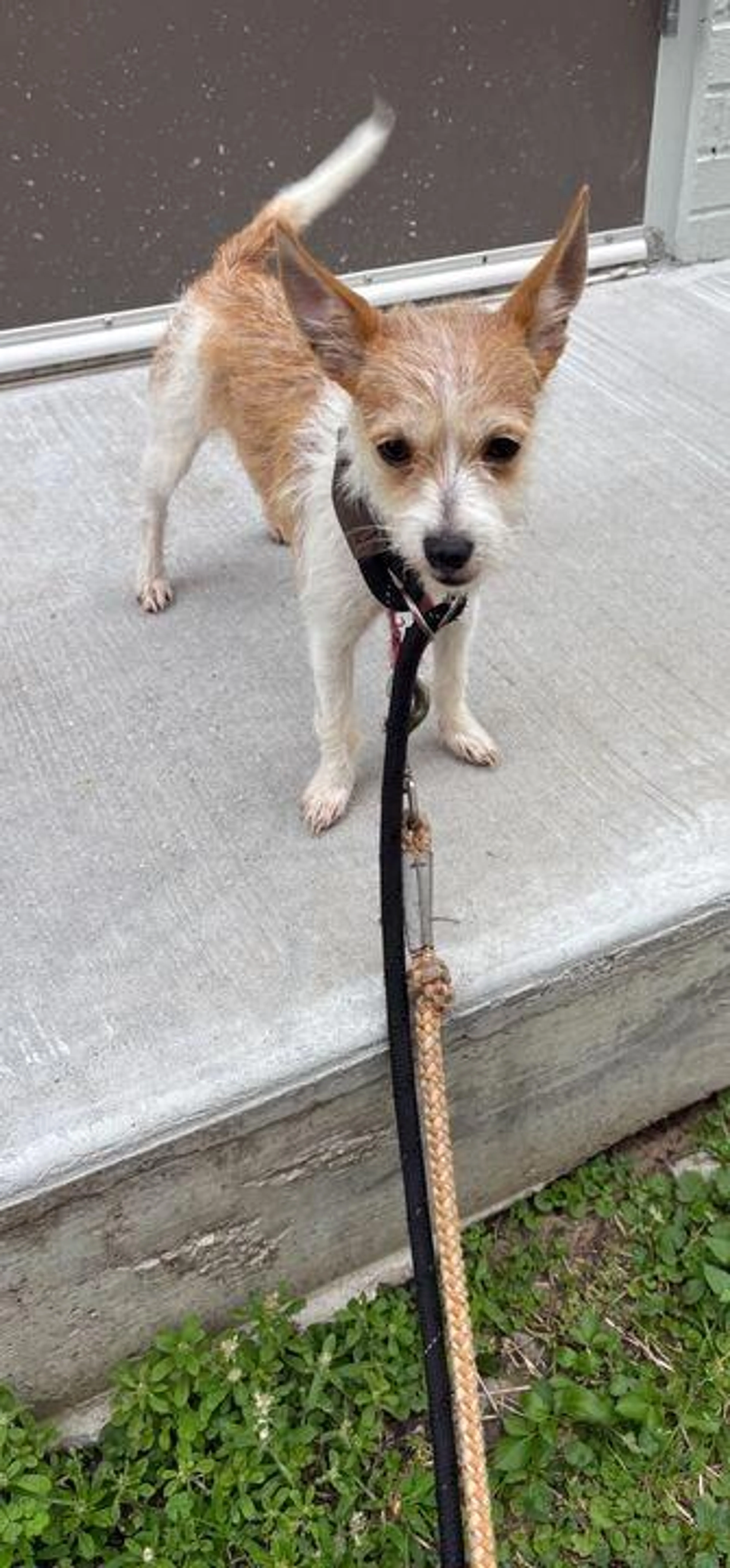 Found pet-1
