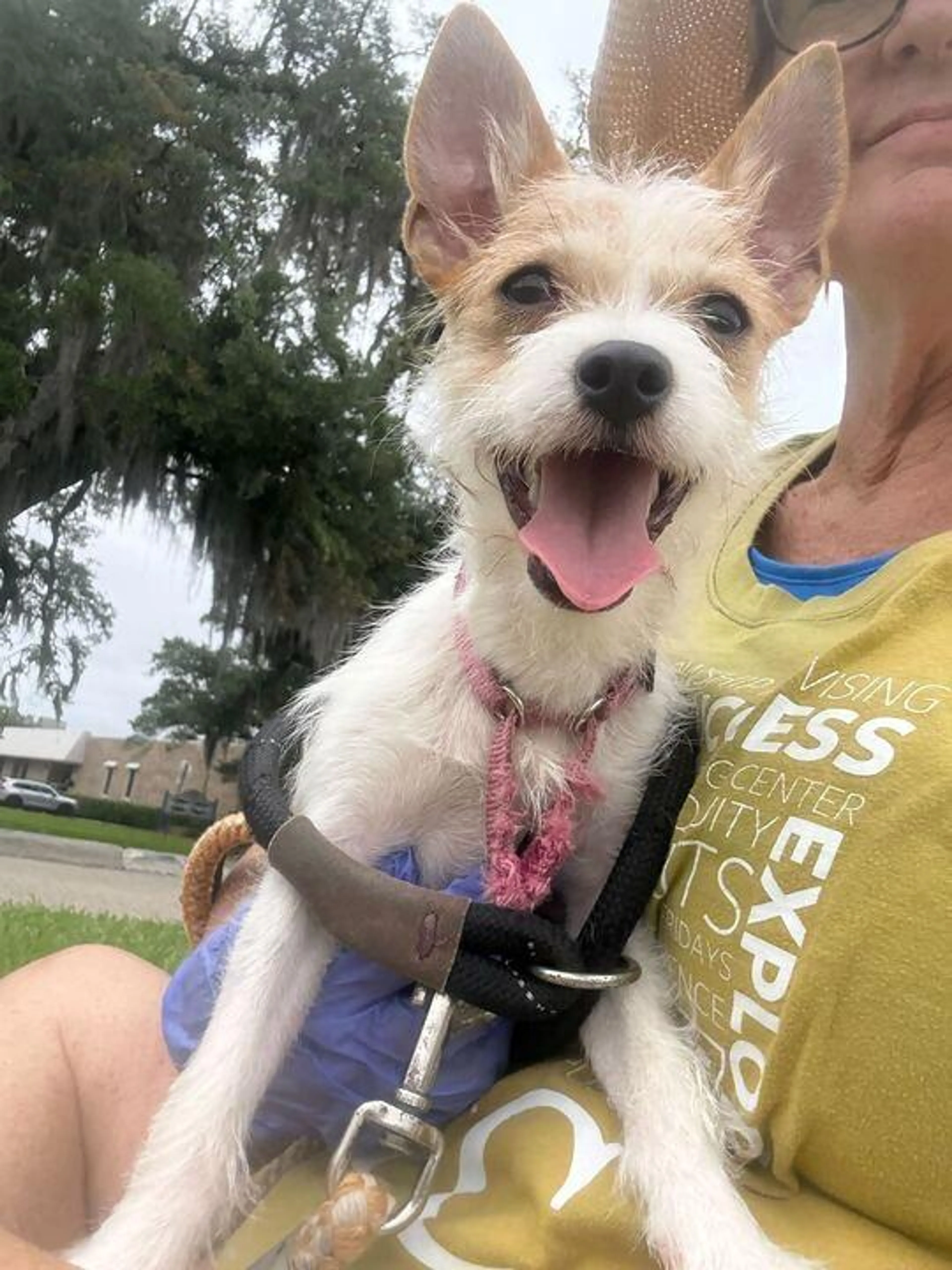 Found pet-3