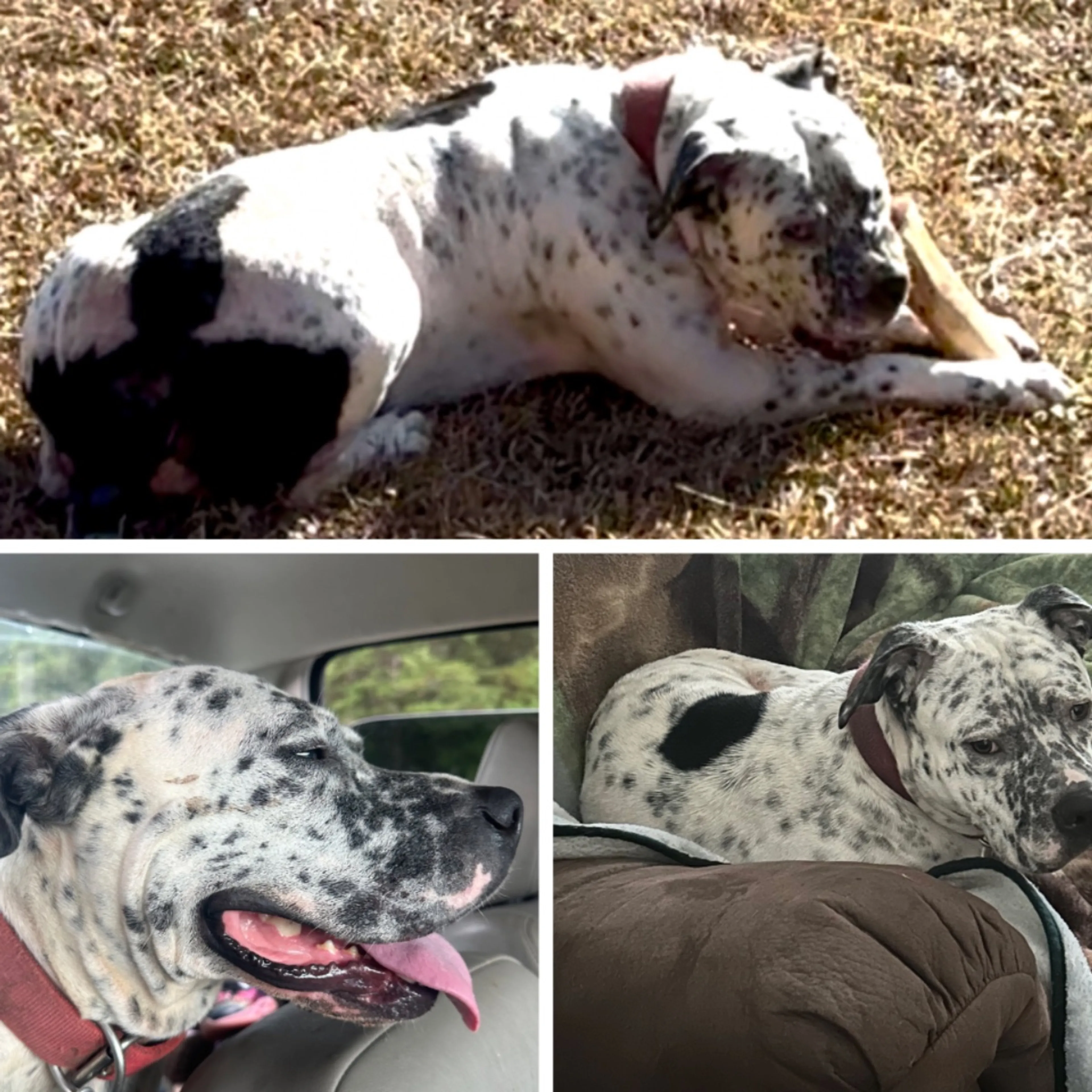 Lost pet