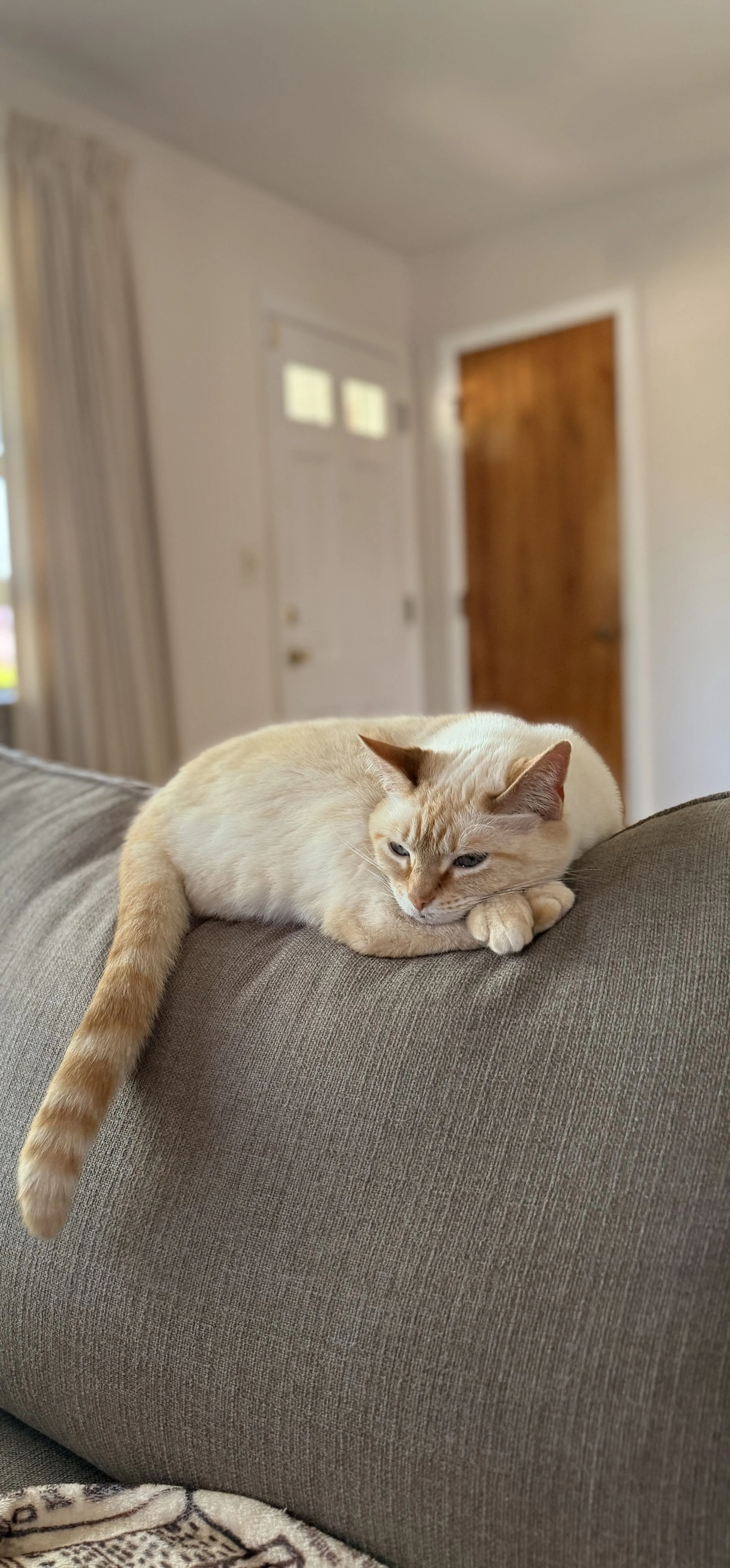 Lost pet-0