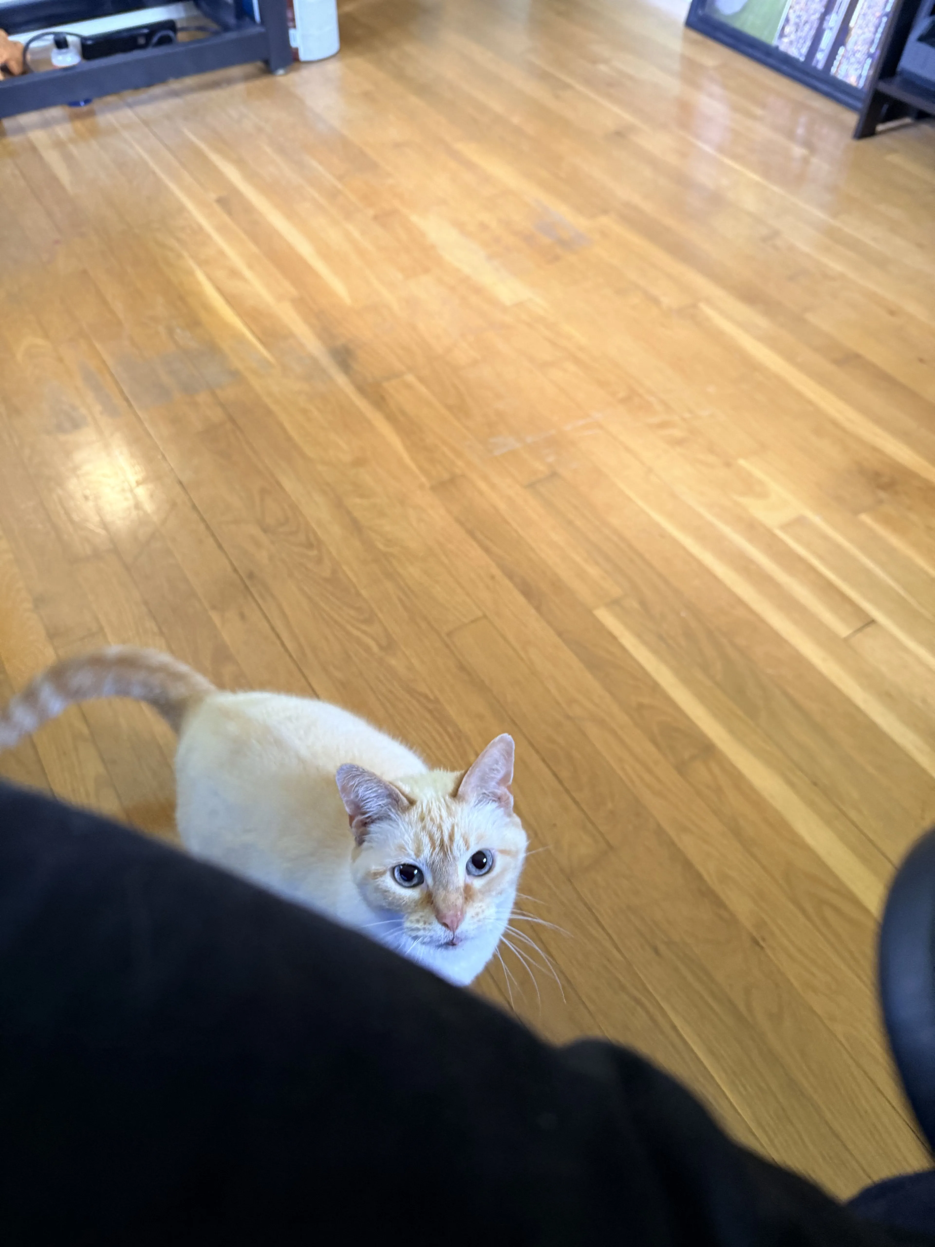Lost pet-1