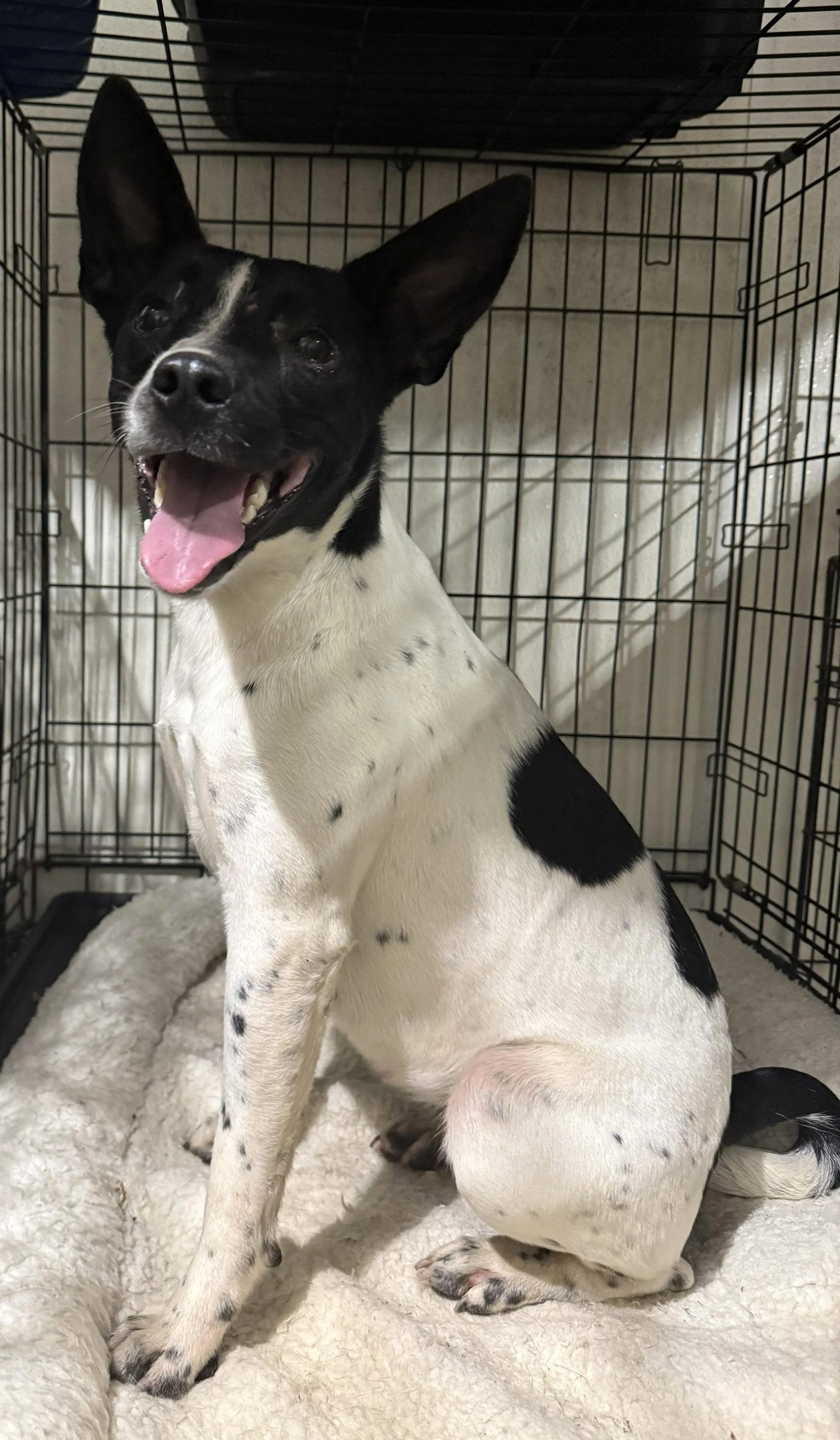 Found pet-1