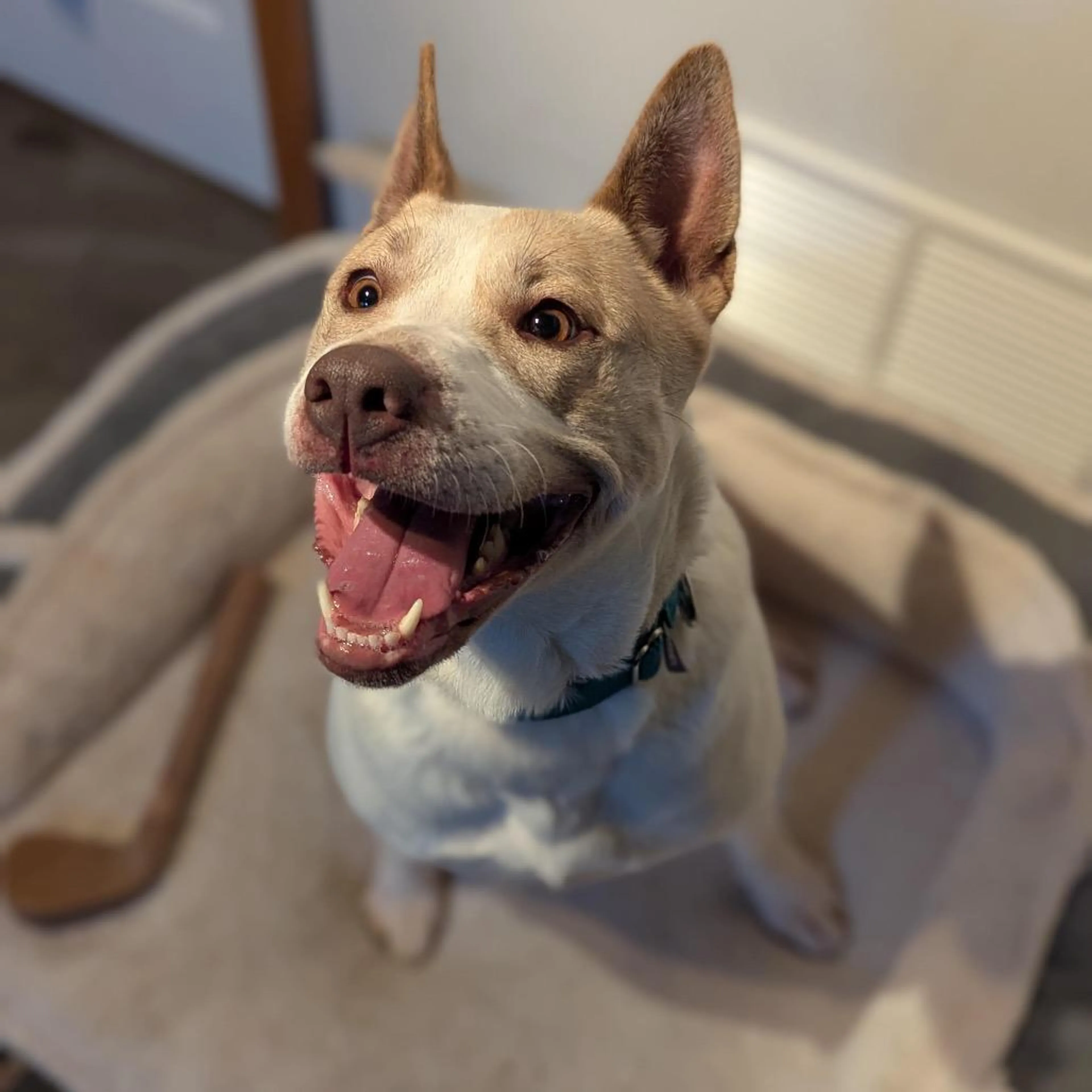 Found pet-2