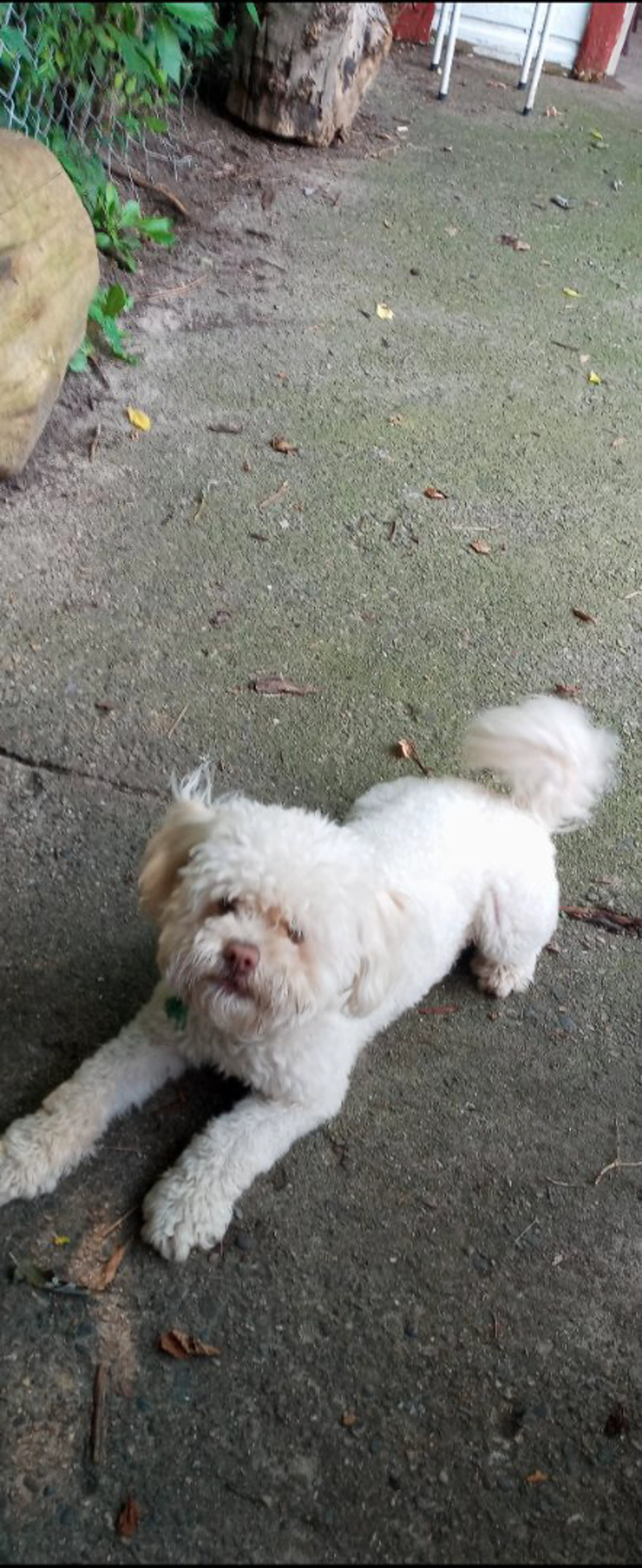 Lost pet