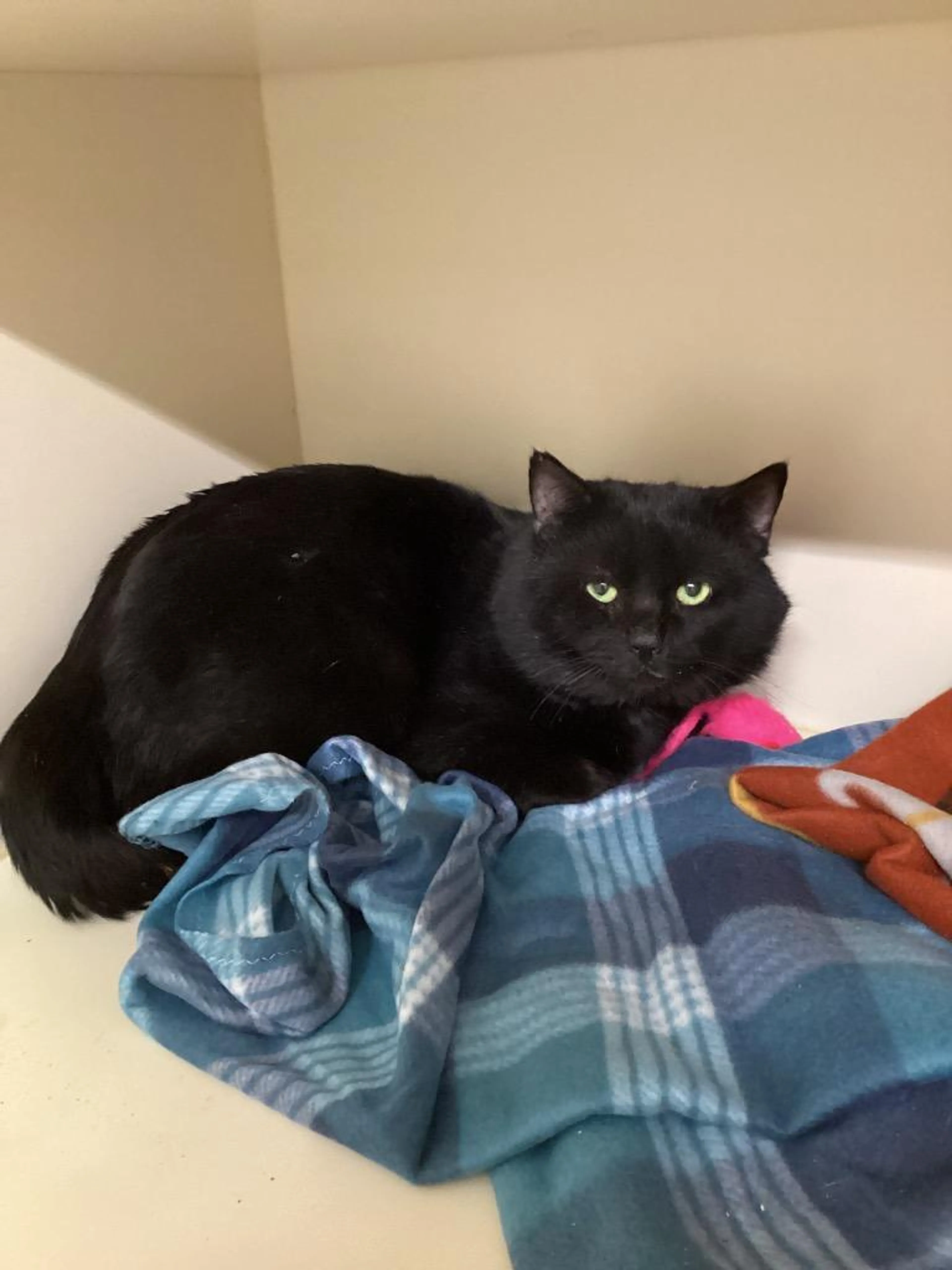 Found pet