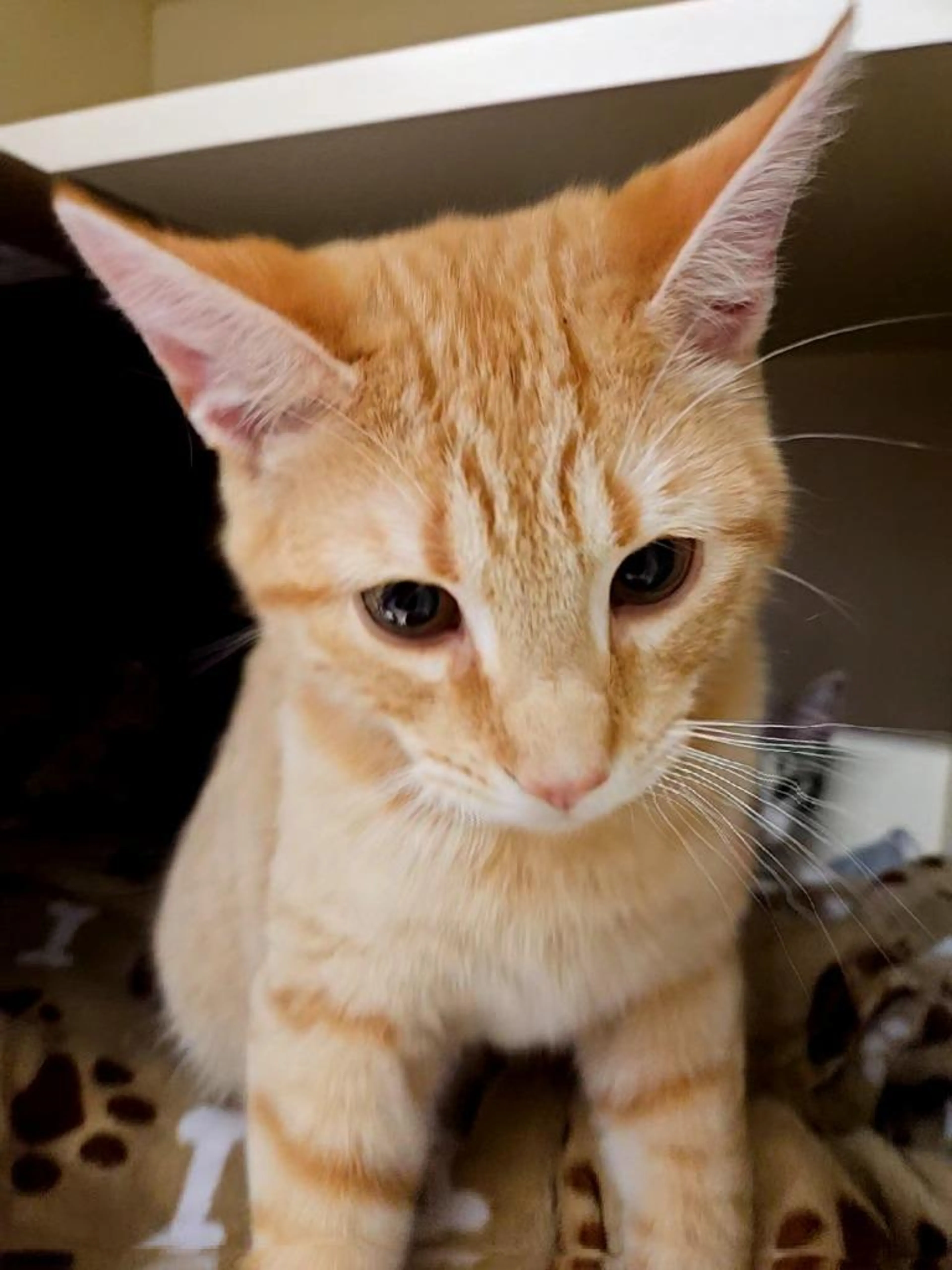 Found pet-2