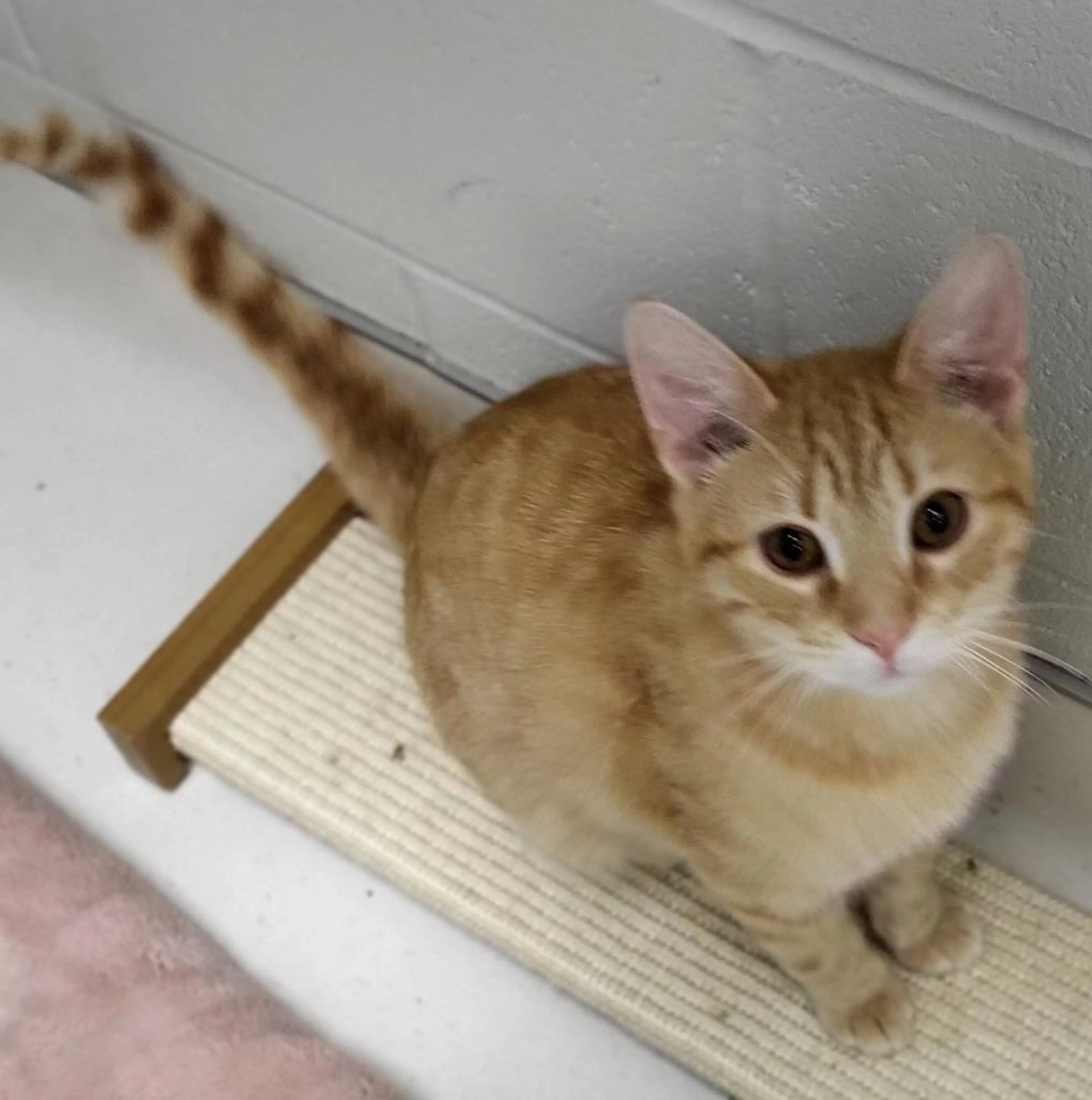 Found pet-1