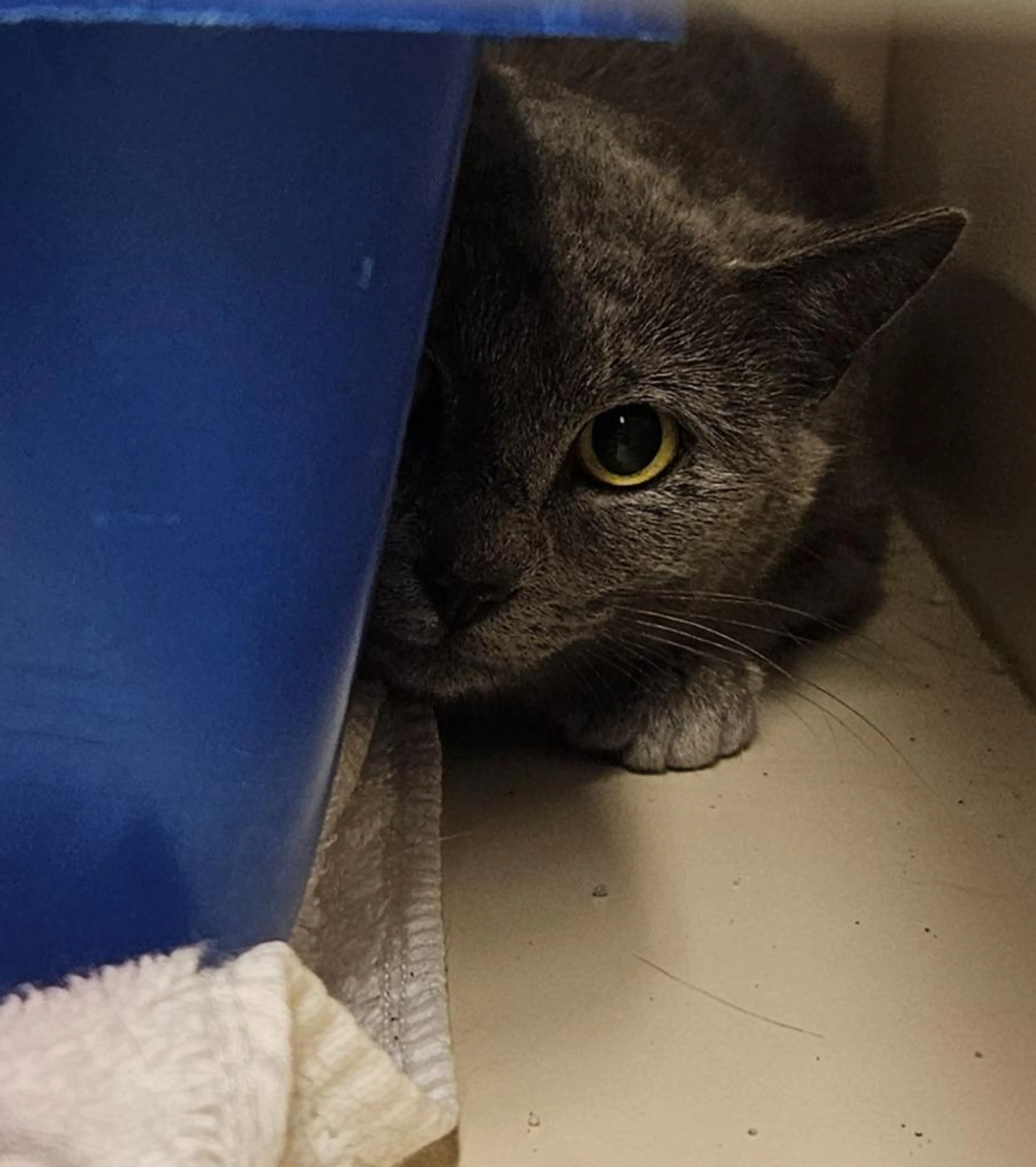 Found pet