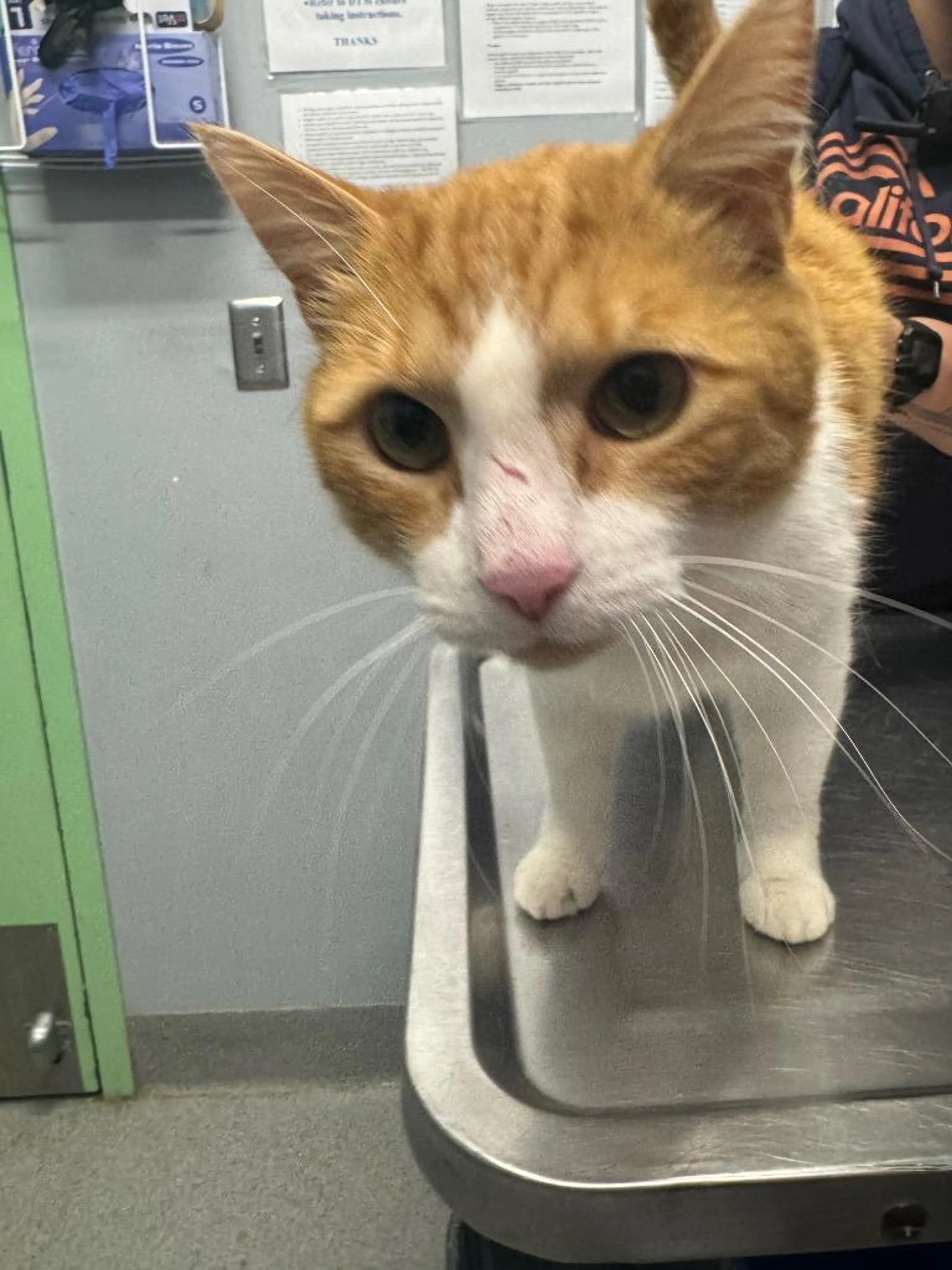 Found pet