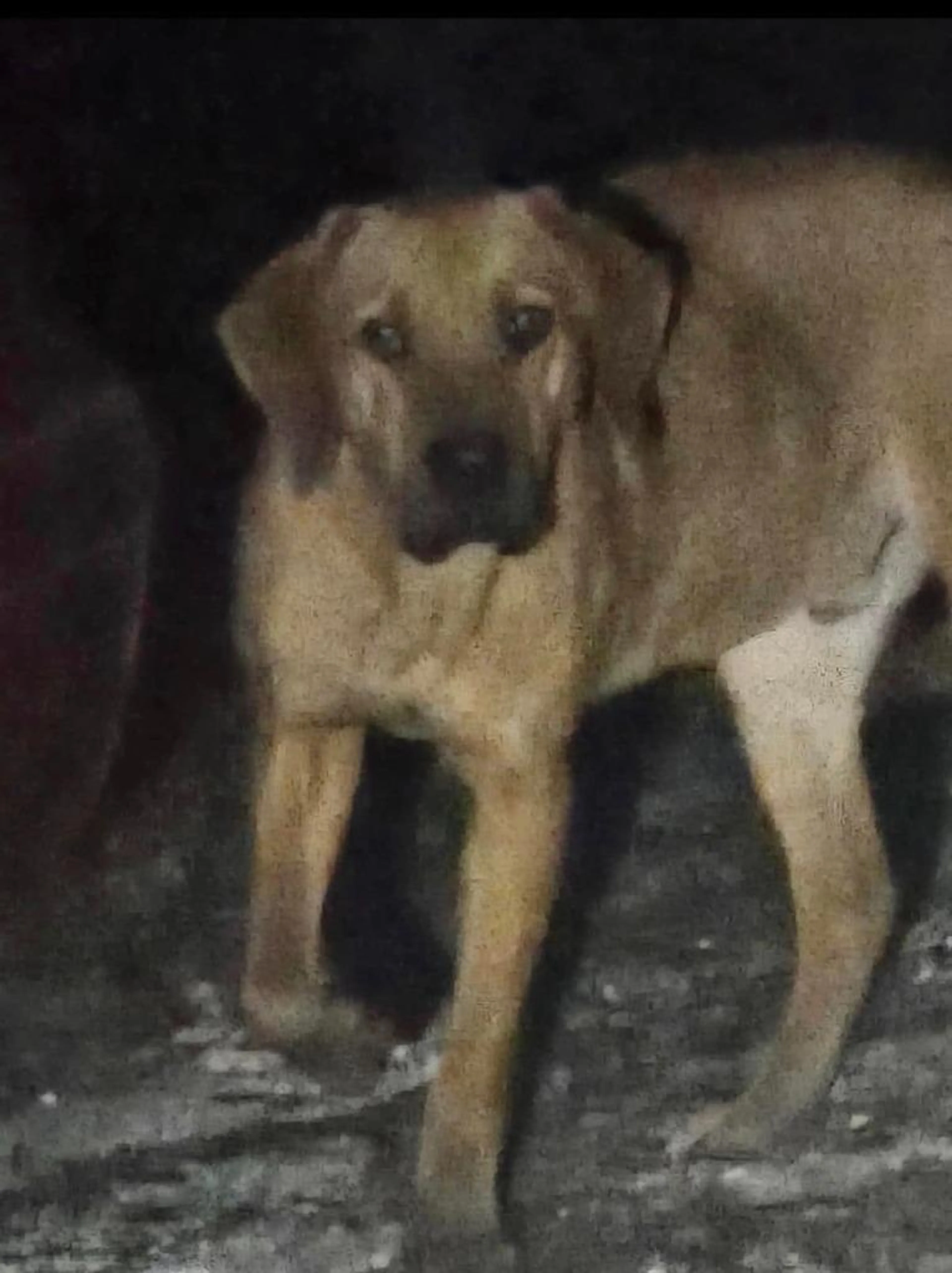 Found pet-1