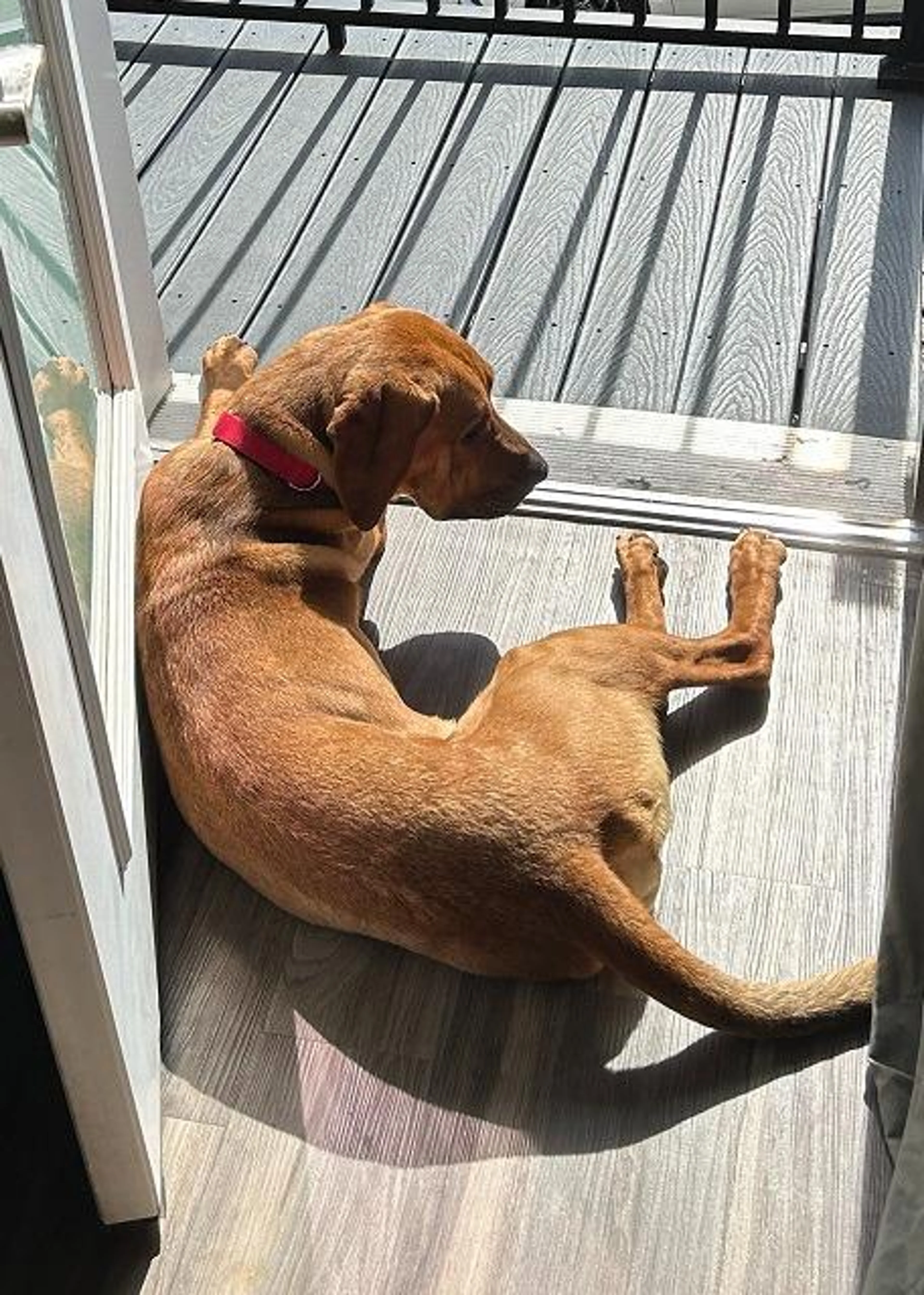 Found pet-5