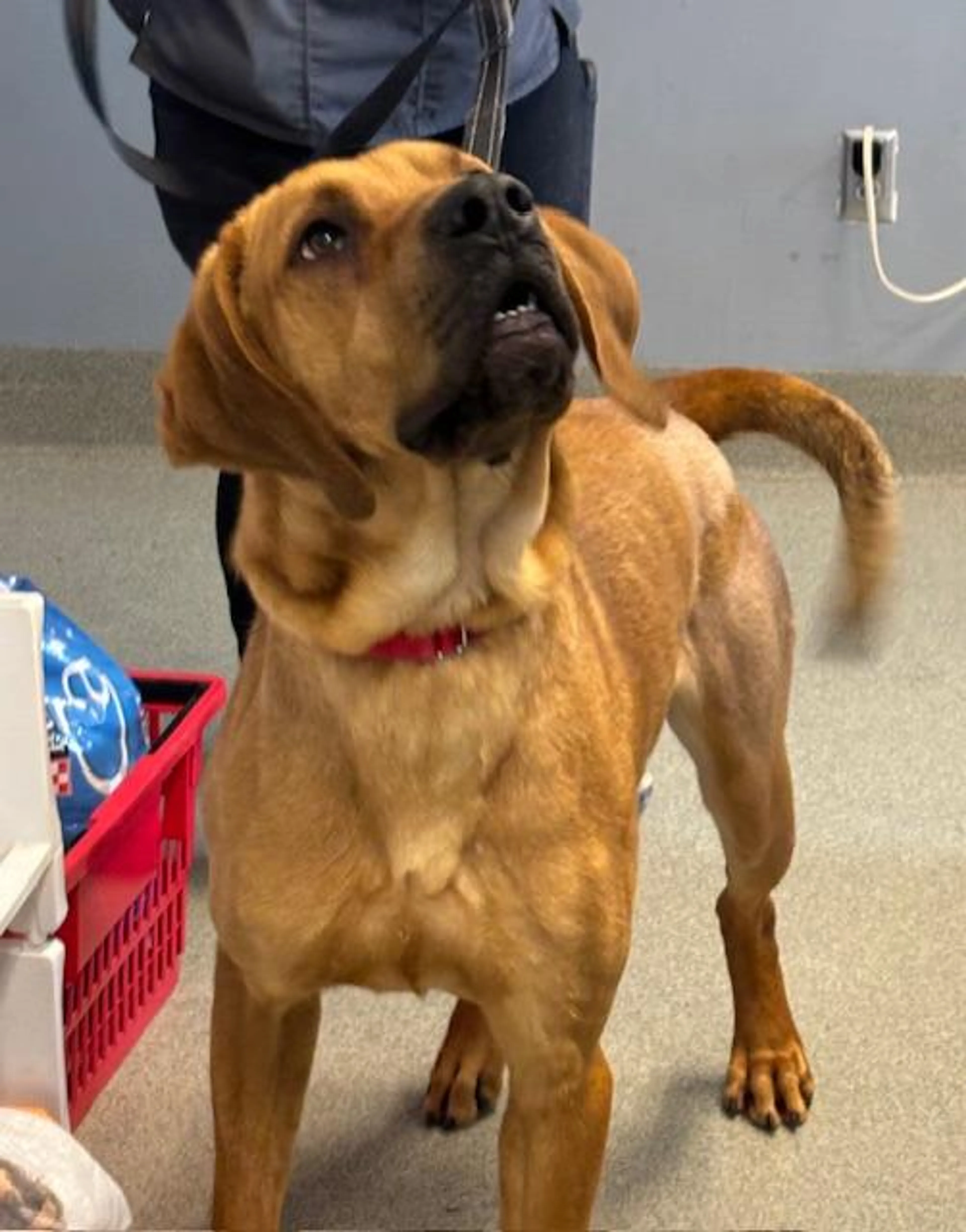 Found pet-4