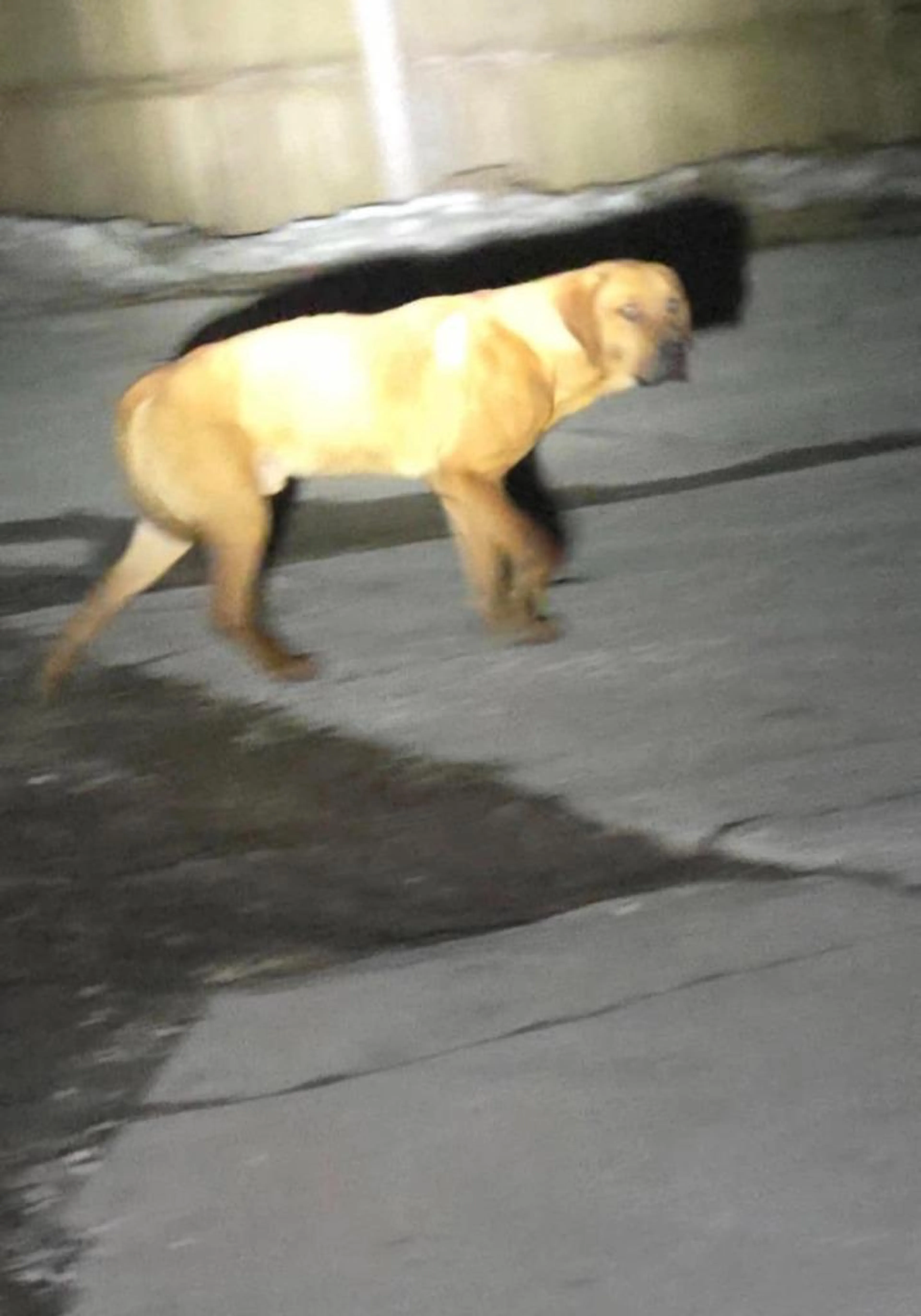 Found pet-3