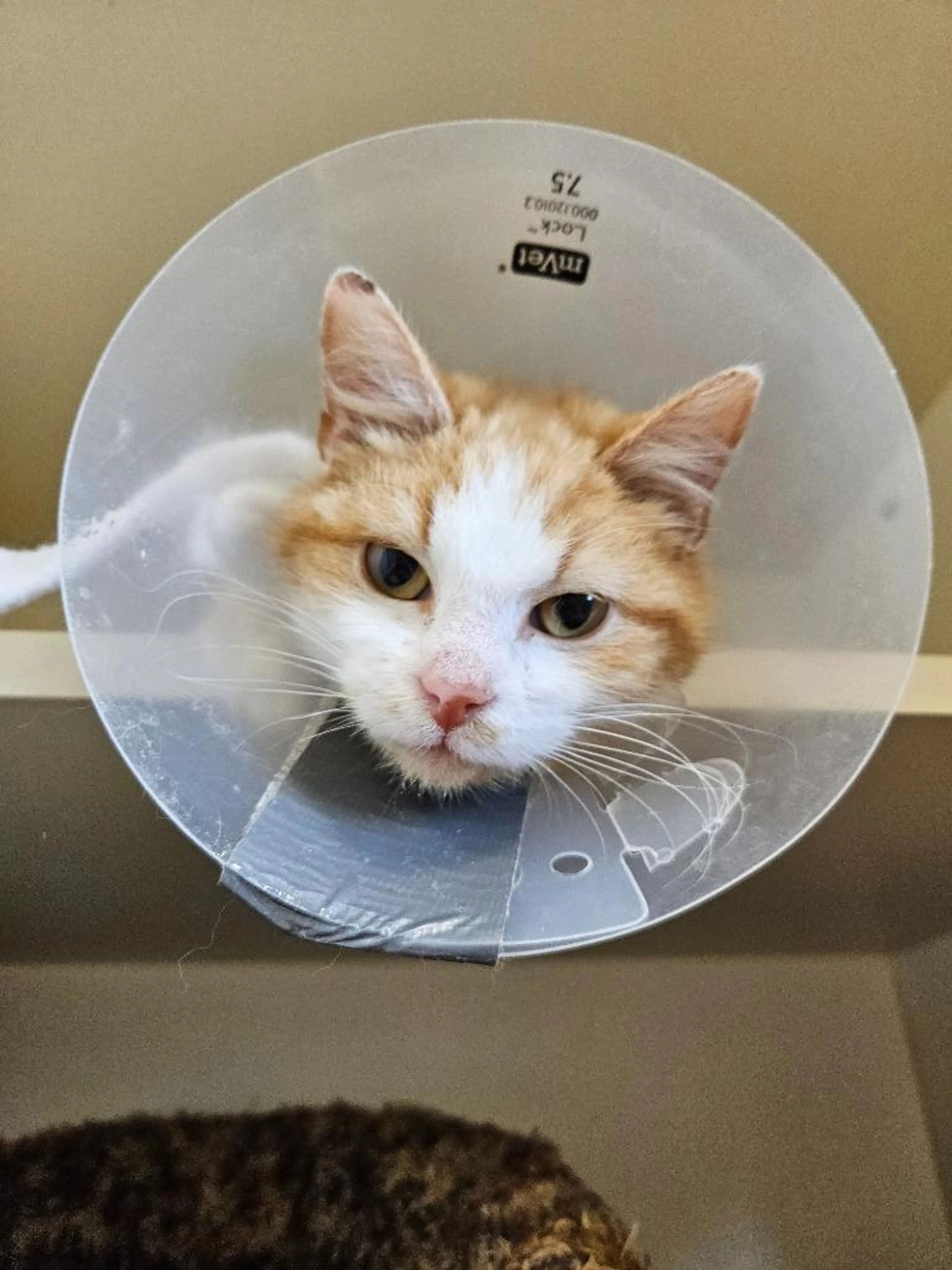 Found pet-3