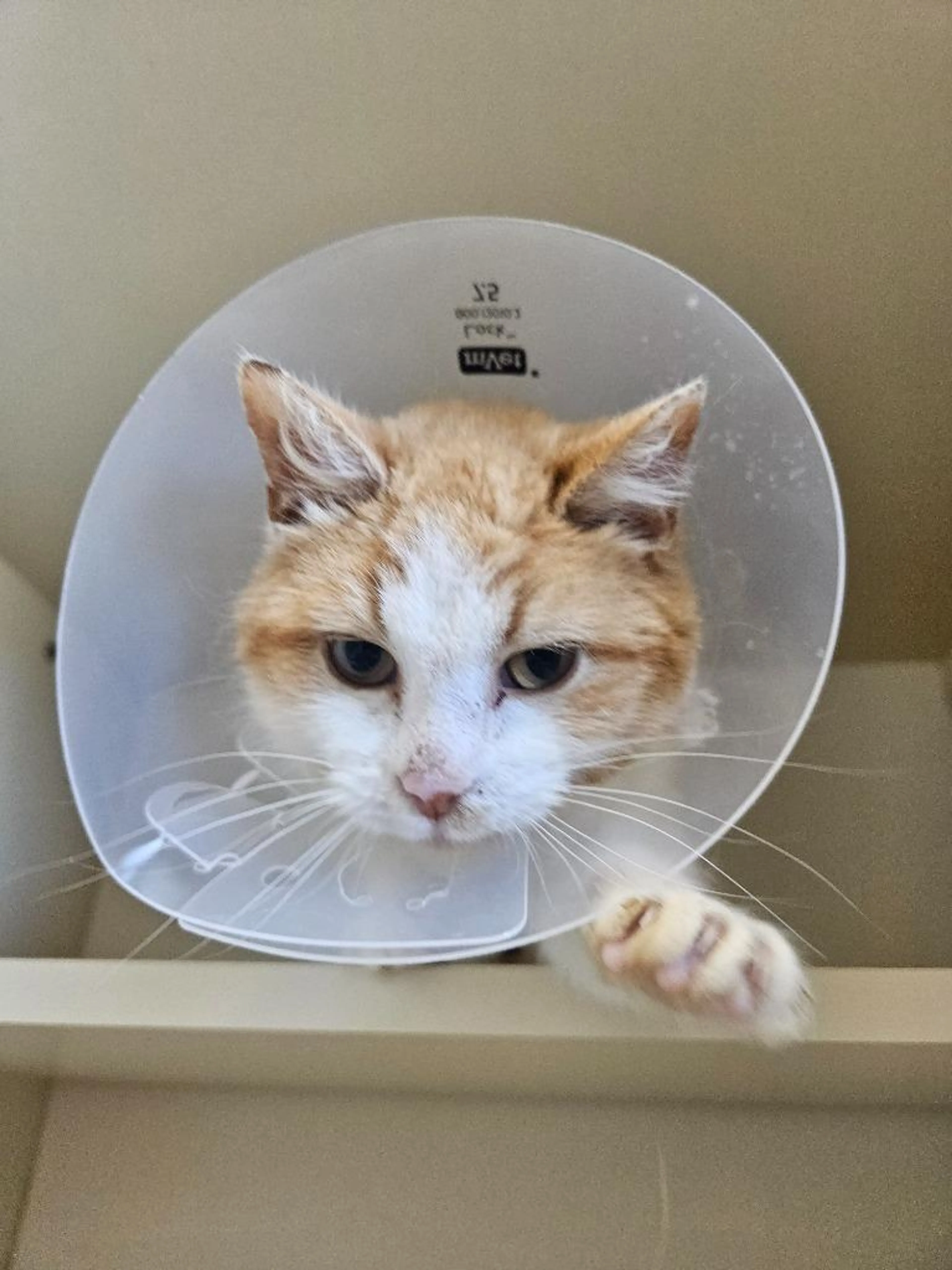 Found pet-2