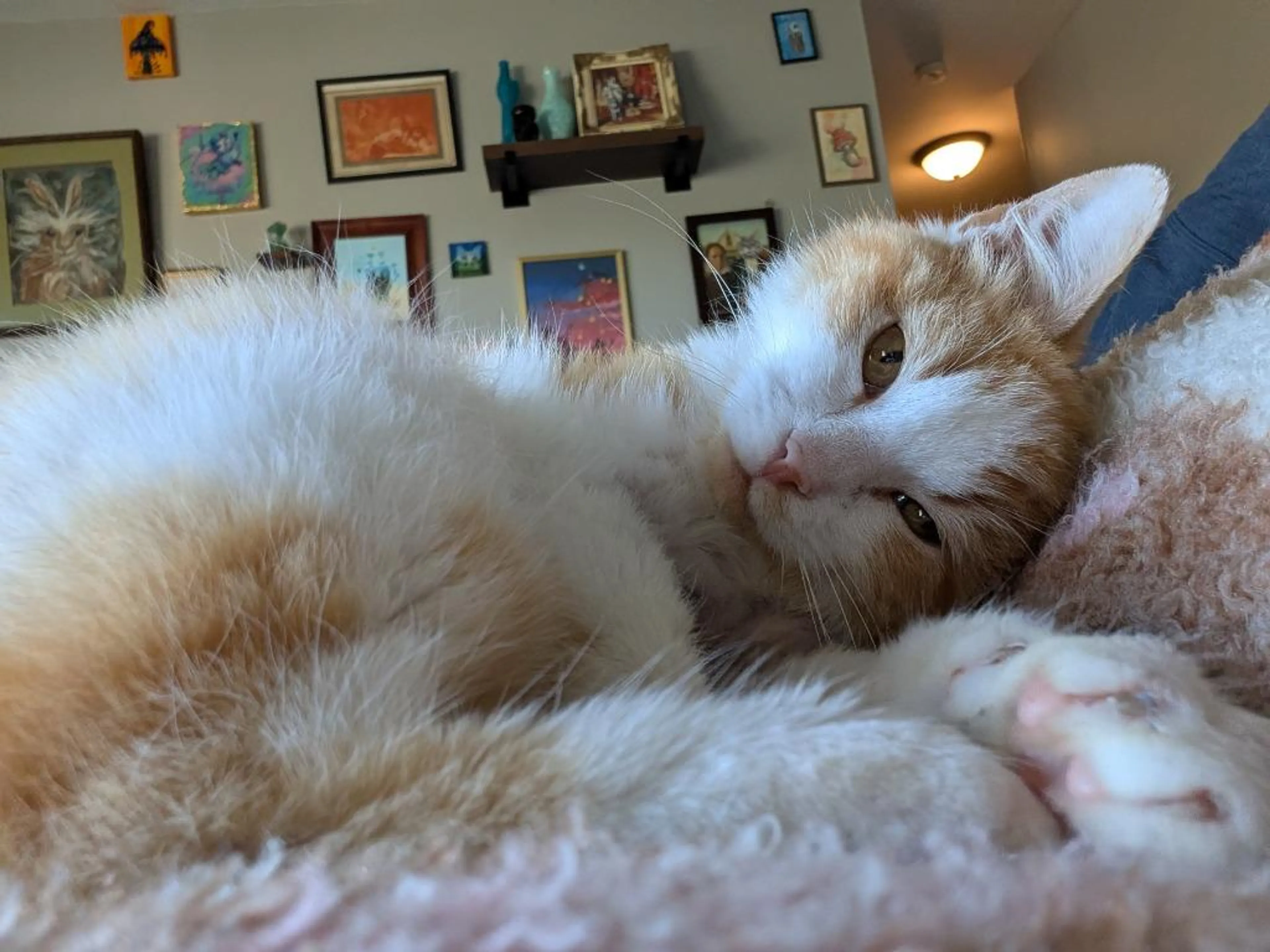 Found pet-1