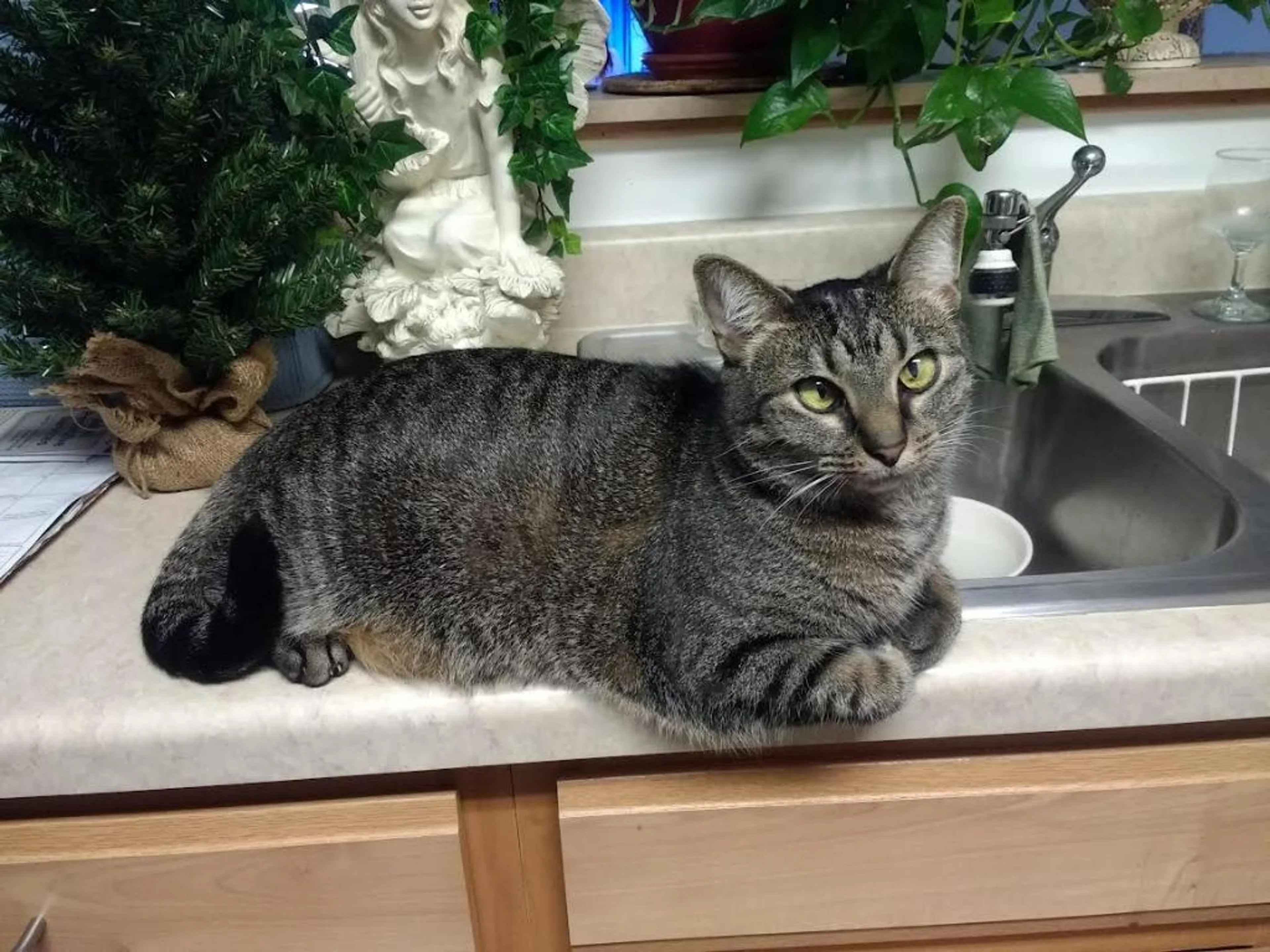 Found pet