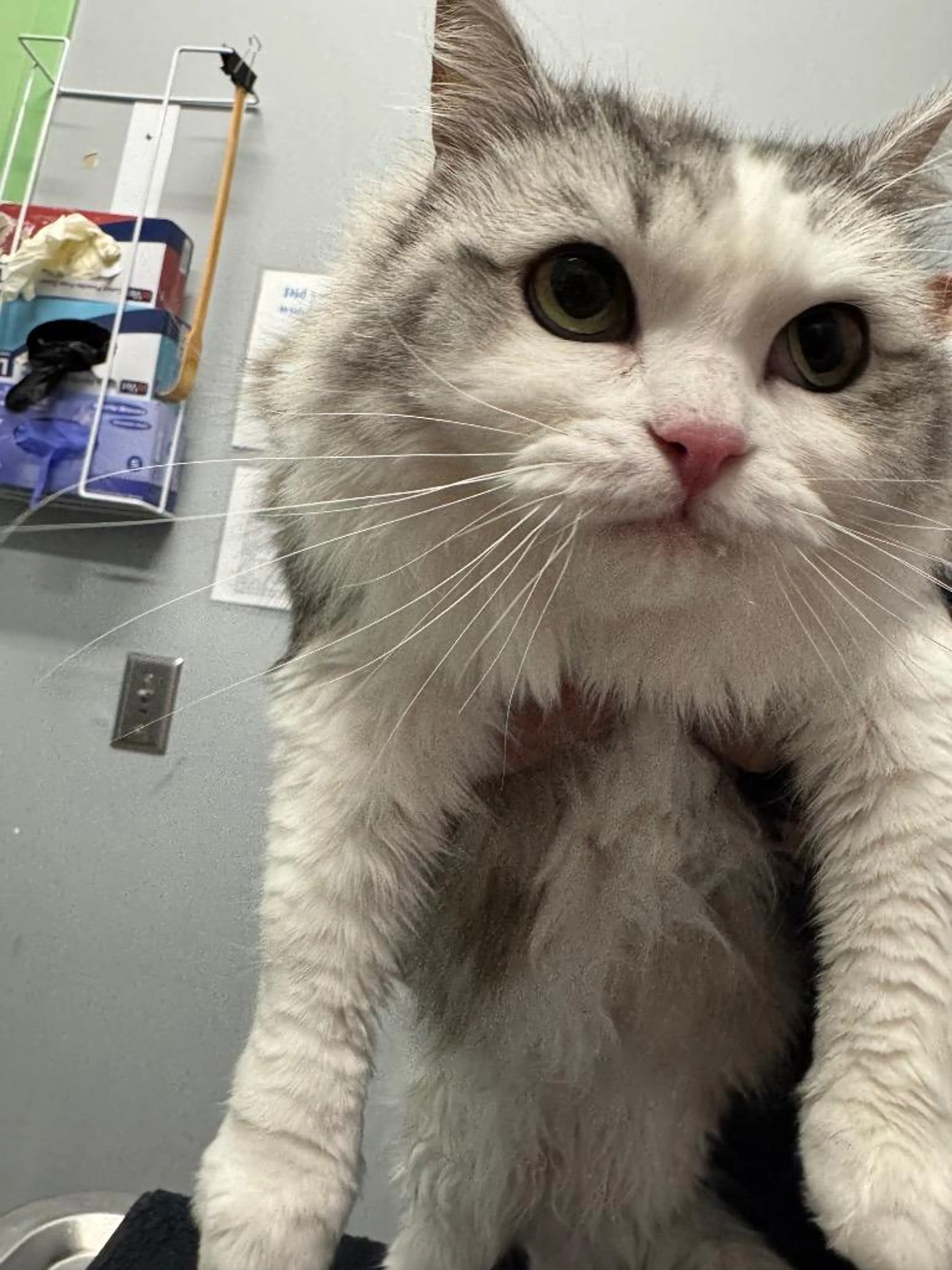 Found pet