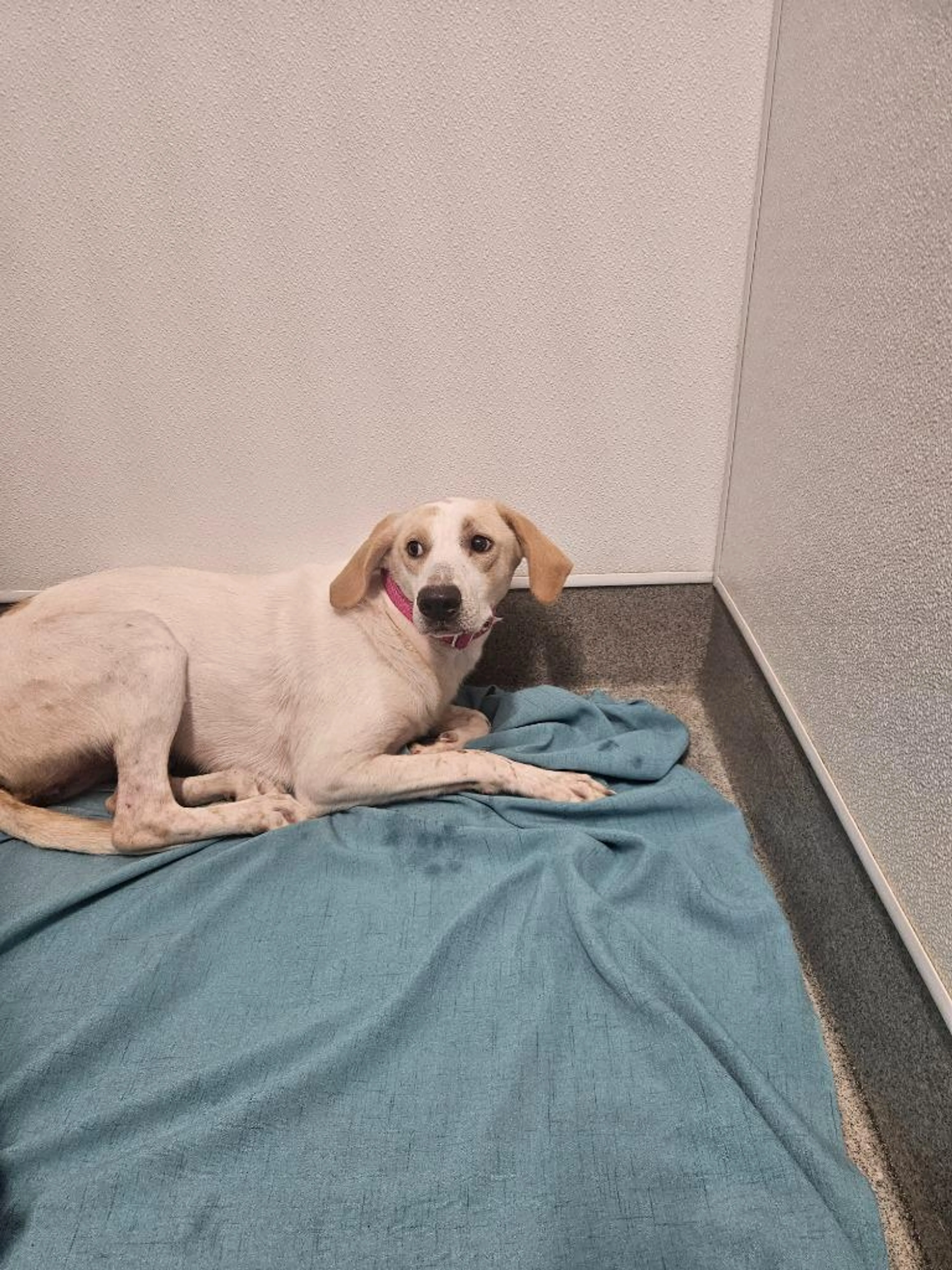 Found pet-0